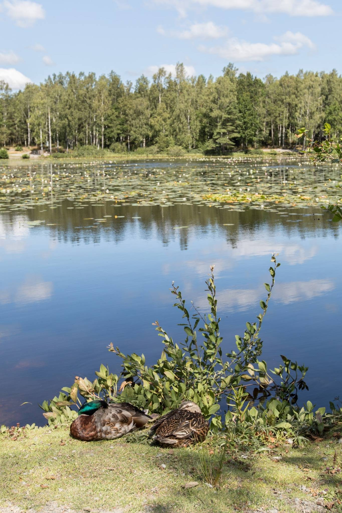 1.5 rum Lägenhet på Selma Lagerlöfs gata 5 Centralt Kungälvs kommun - bild 31