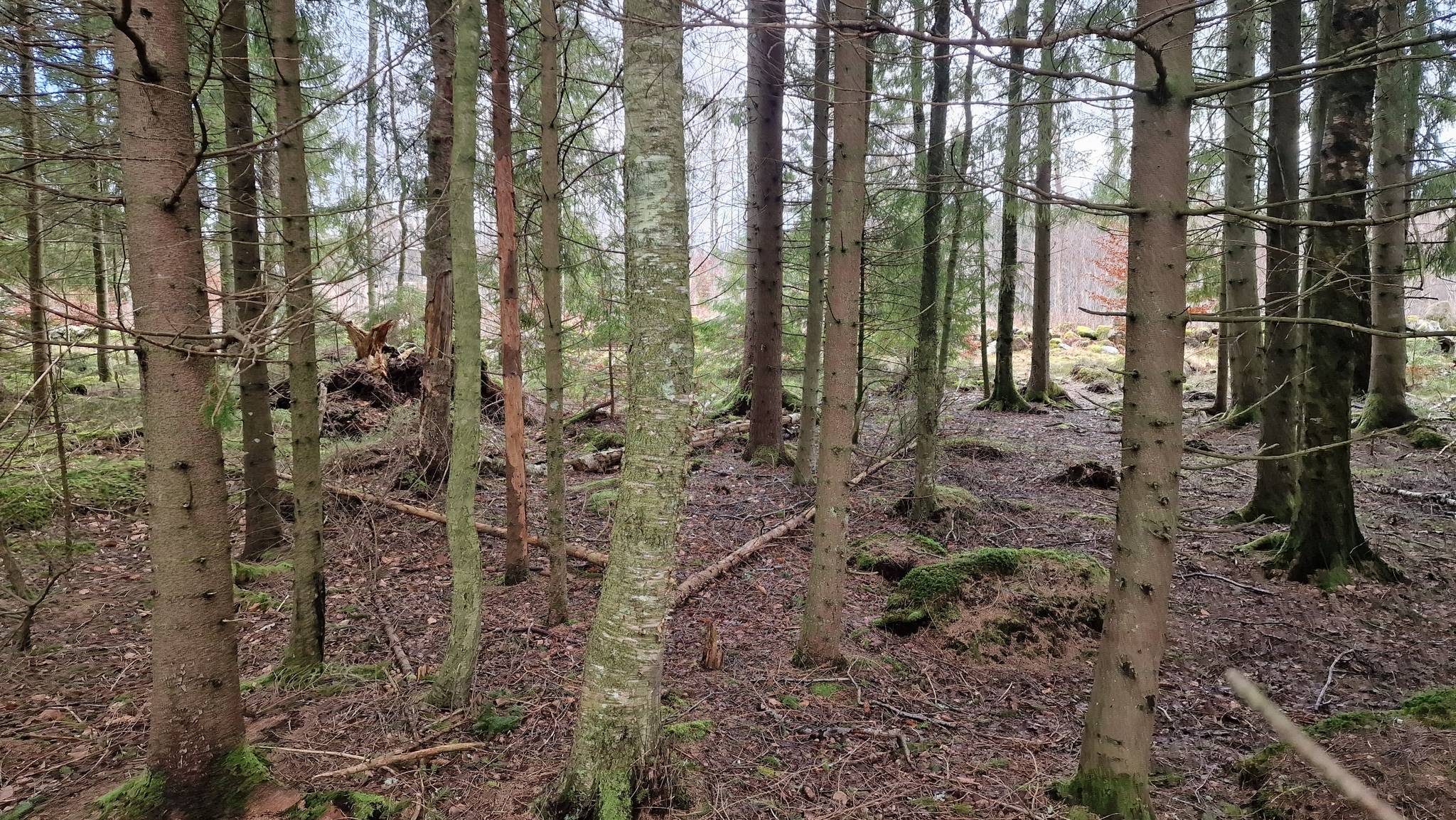 8 rum Gård med skogsbruk på Yxenhult 7460 Örkelljunga kommun - bild 99
