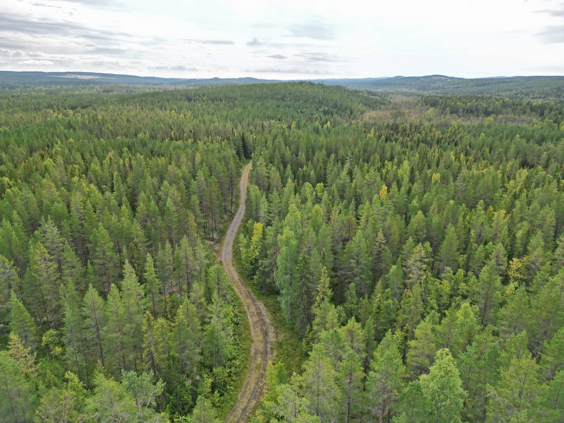 Gård/skog på Västansjö Bjurholms kommun - bild 6