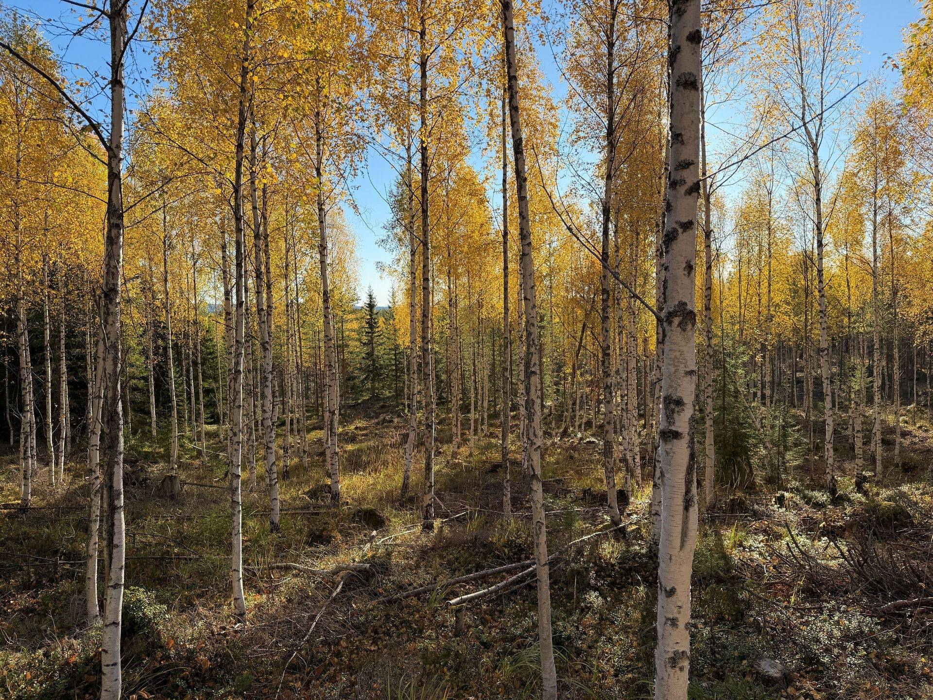 Gård/skog på Hansjö 8:5 Orsa kommun - bild 2
