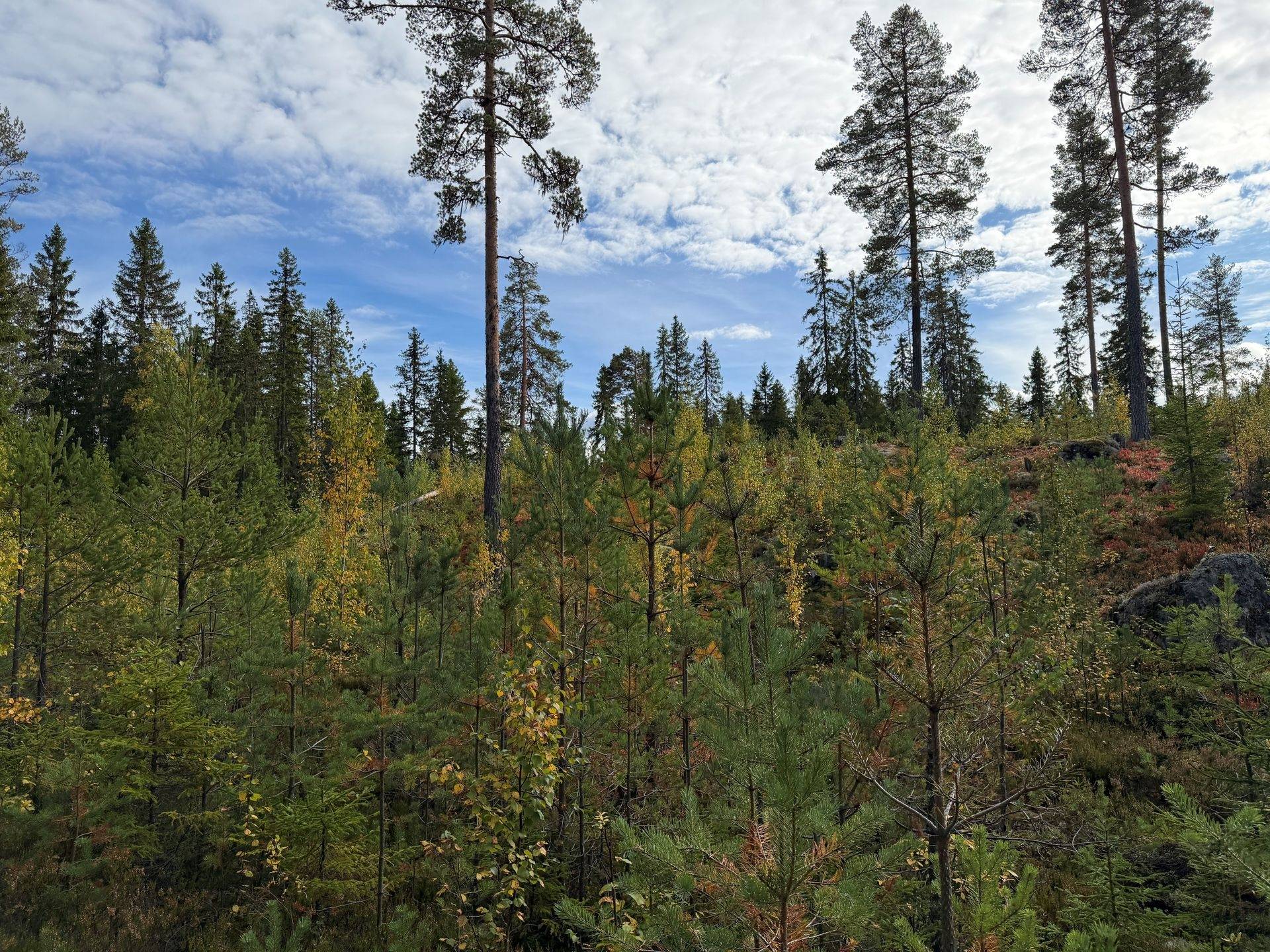 Gård/skog på Limbäck 89:3 Våmhus Mora kommun - bild 33