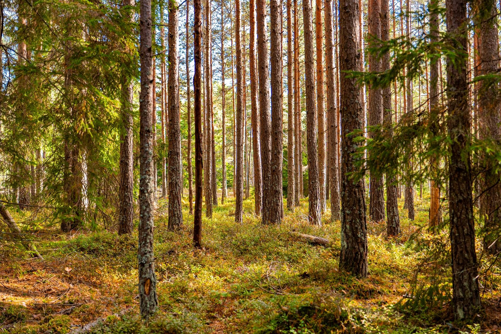 Gård med jordbruk på Övergården Säffle kommun - bild 19