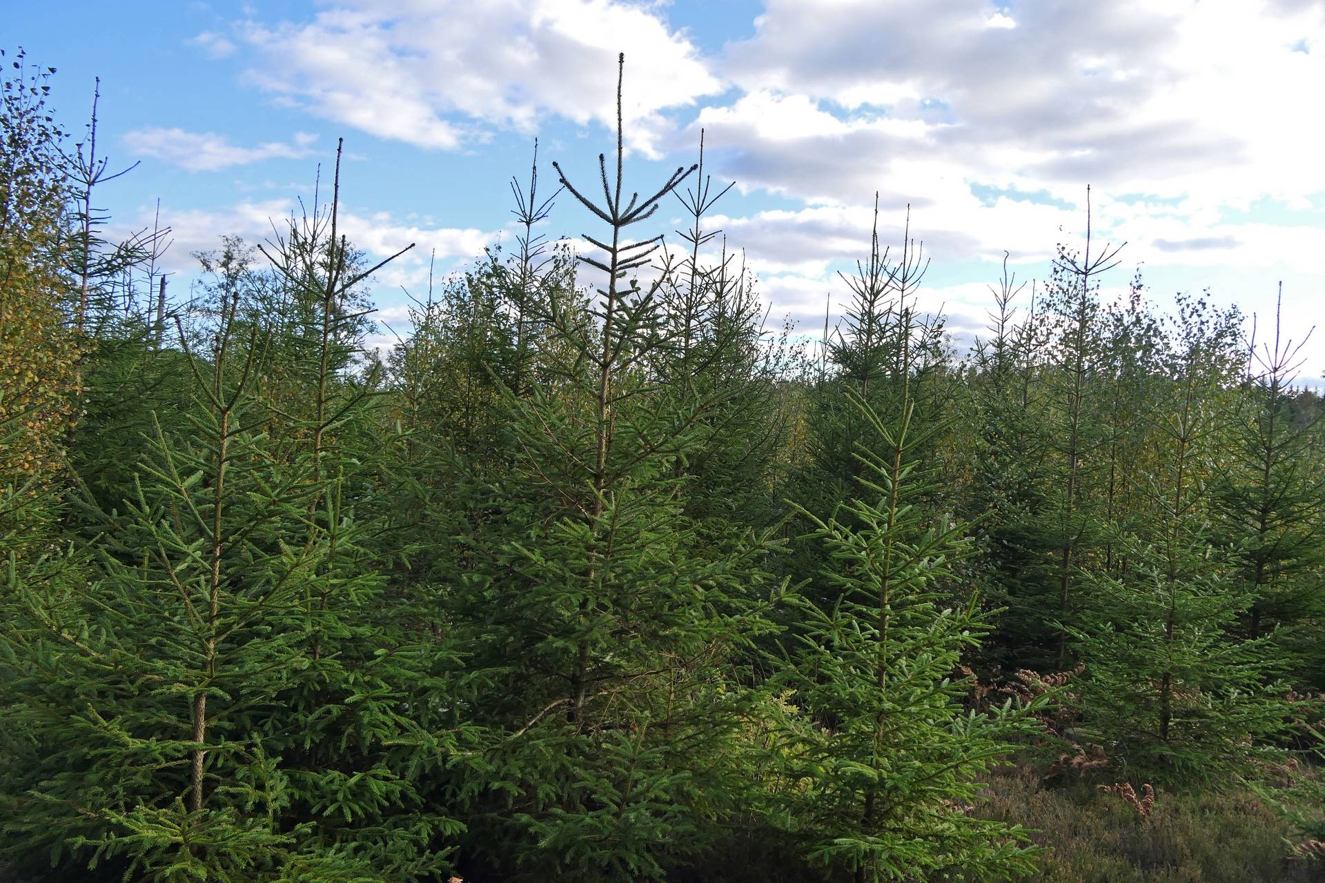 Gård/skog på Sexdrega-Hestra Svenljunga kommun - bild 4
