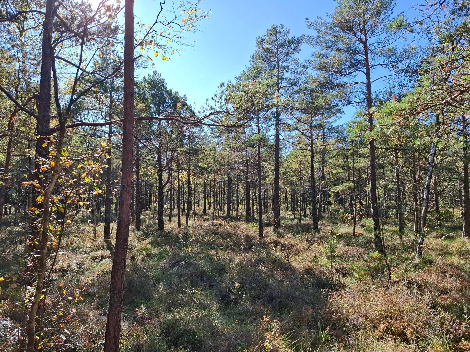 Gård/skog på Skogsfastighet i Hogstorp Hogstorp Uddevalla kommun - bild 9