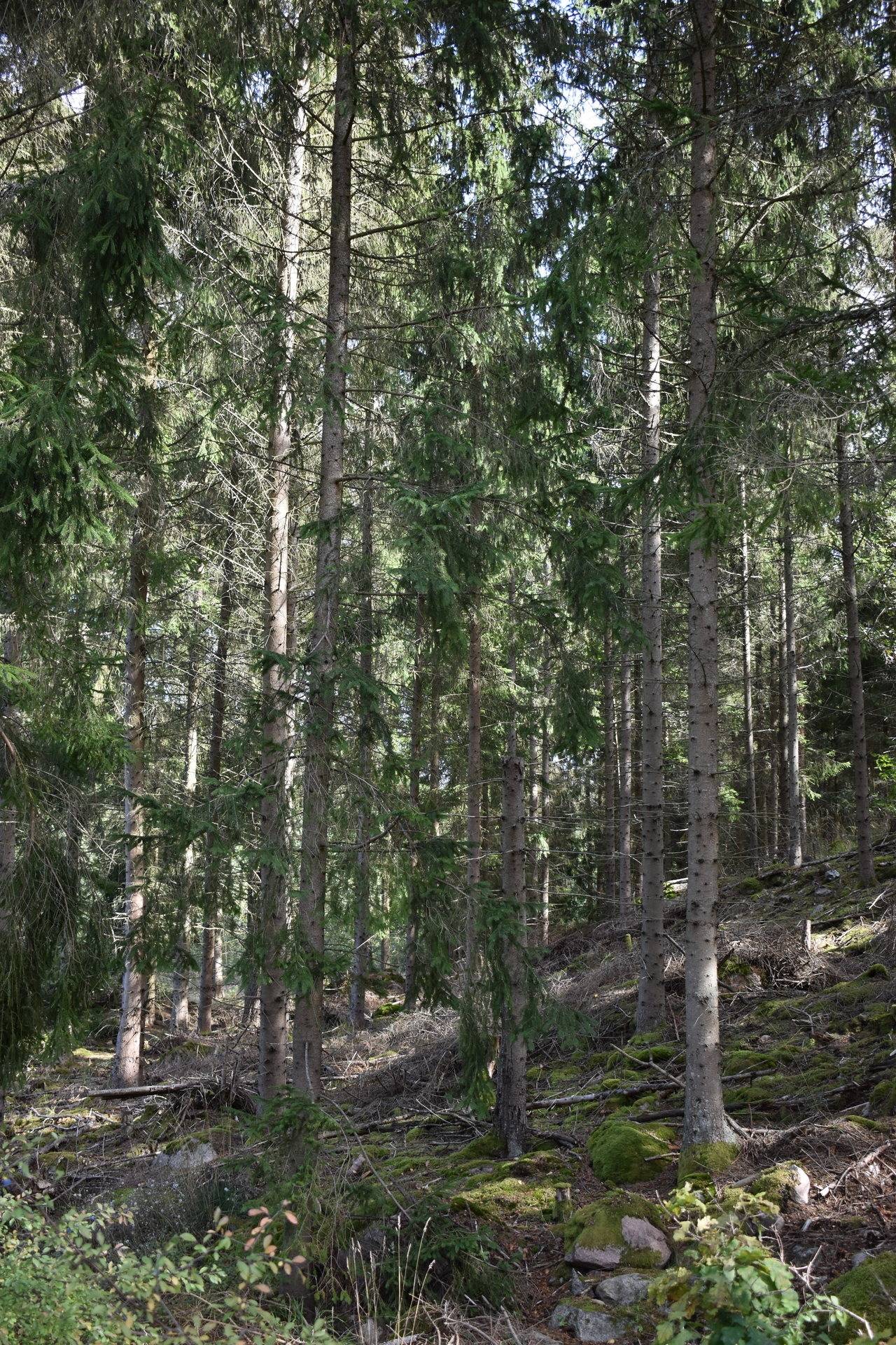 Gård med skogsbruk på Gårdsryd 1:2, 3:2 Gårdsryd Nybro kommun - bild 29