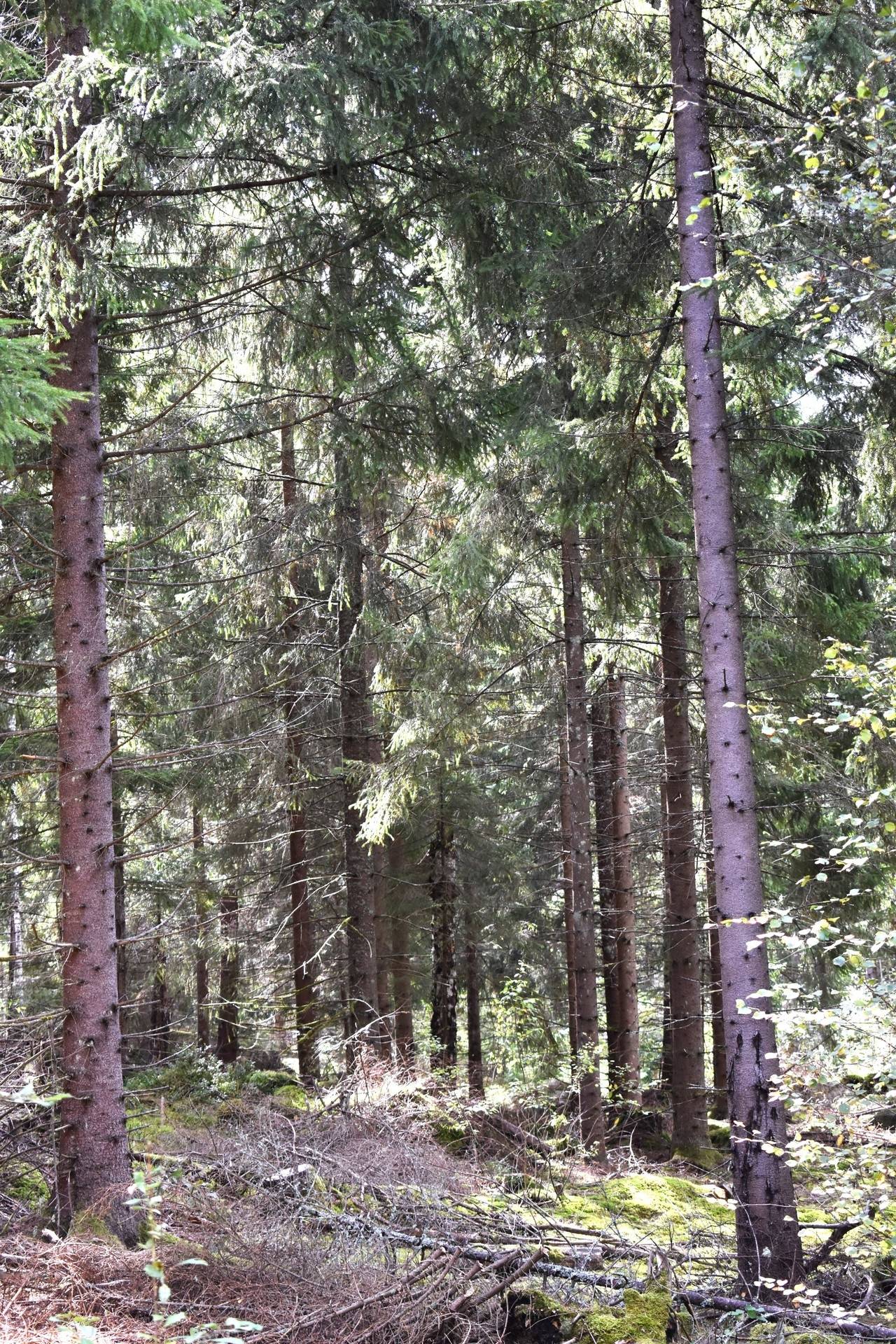 Gård med skogsbruk på Svalehult Nybro kommun - bild 13
