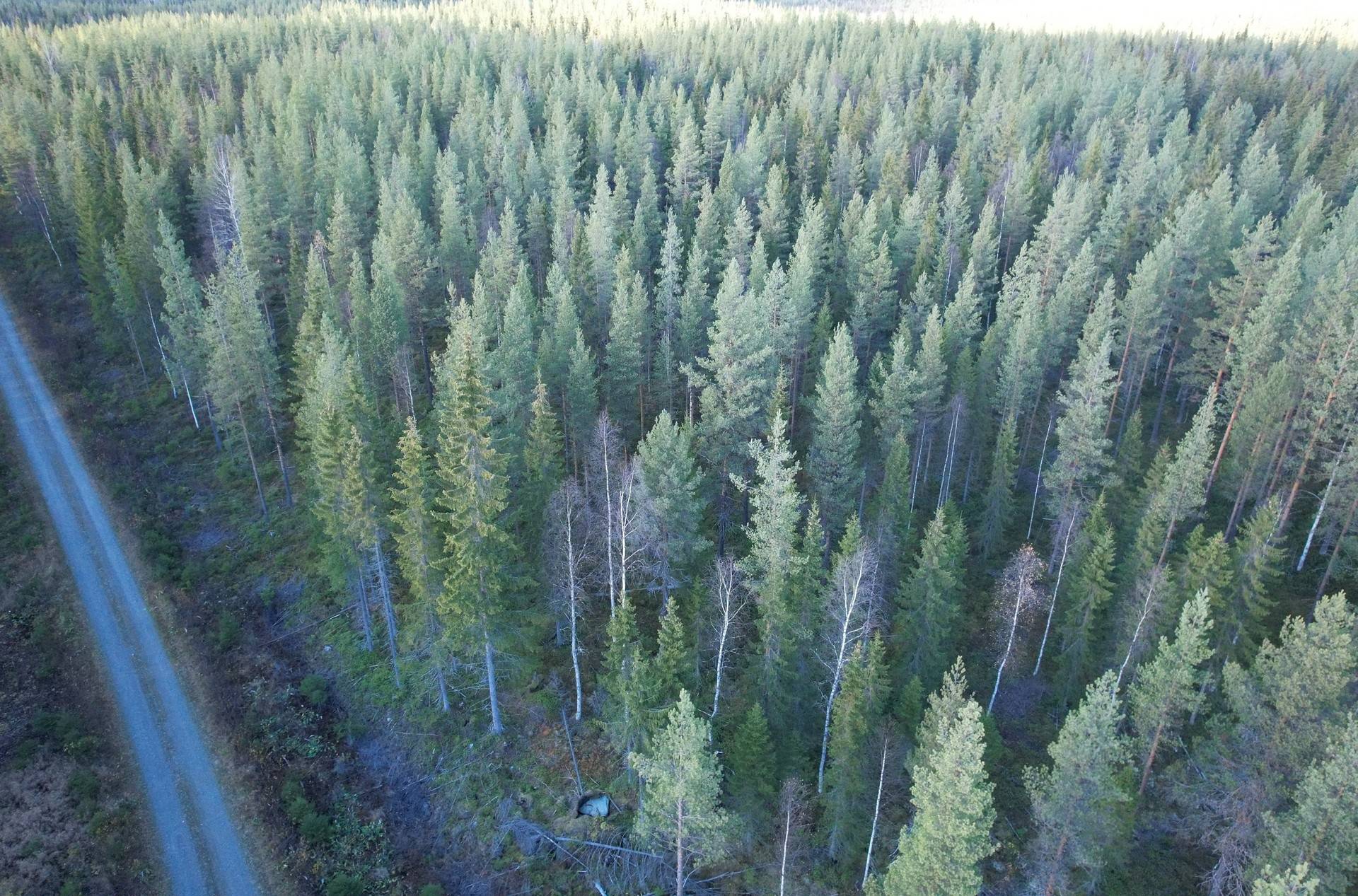 Gård med skogsbruk Gunnarn Storumans kommun - bild 13