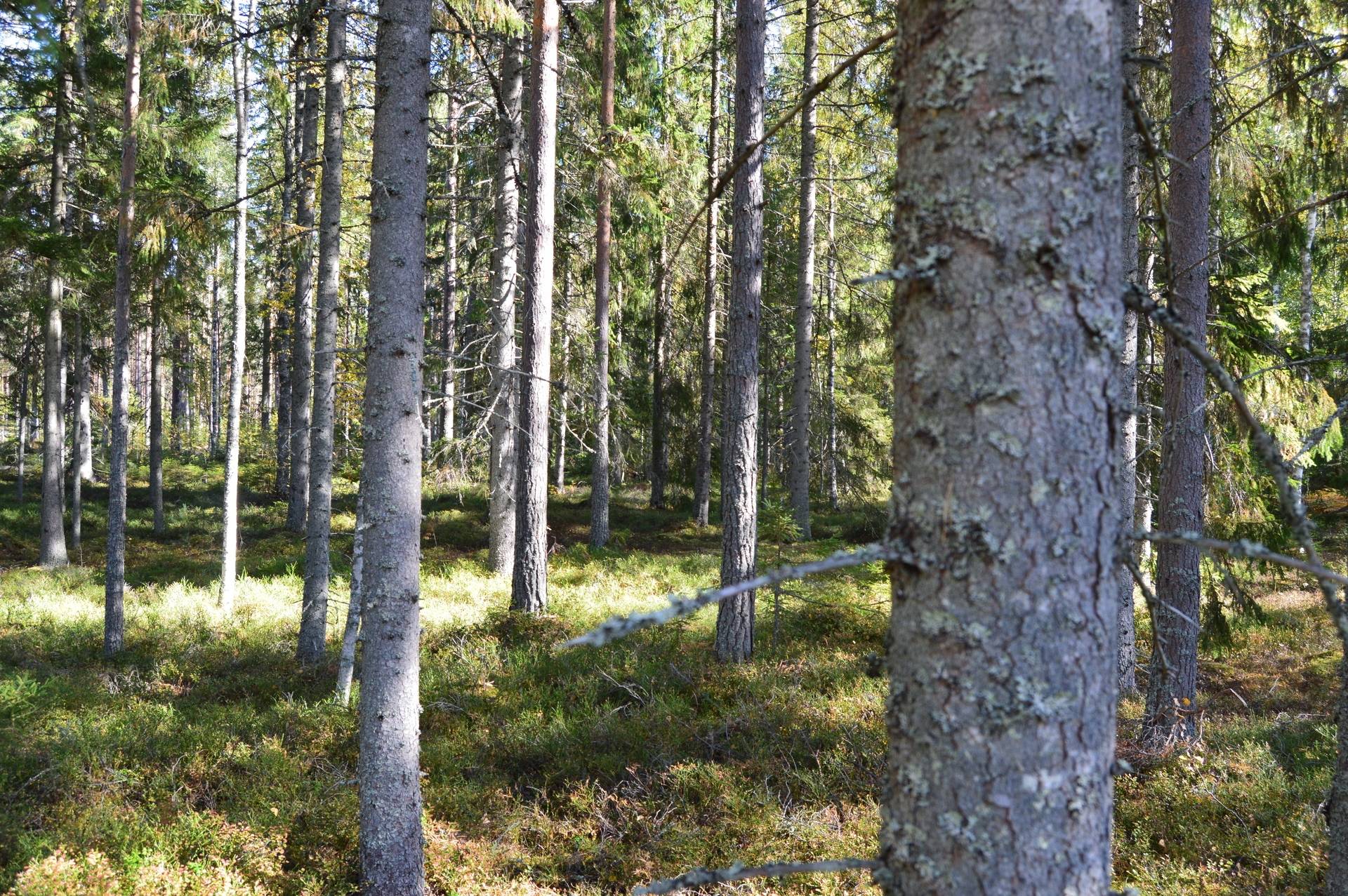 Gård med skogsbruk på Landtjärn Sandvikens kommun - bild 22