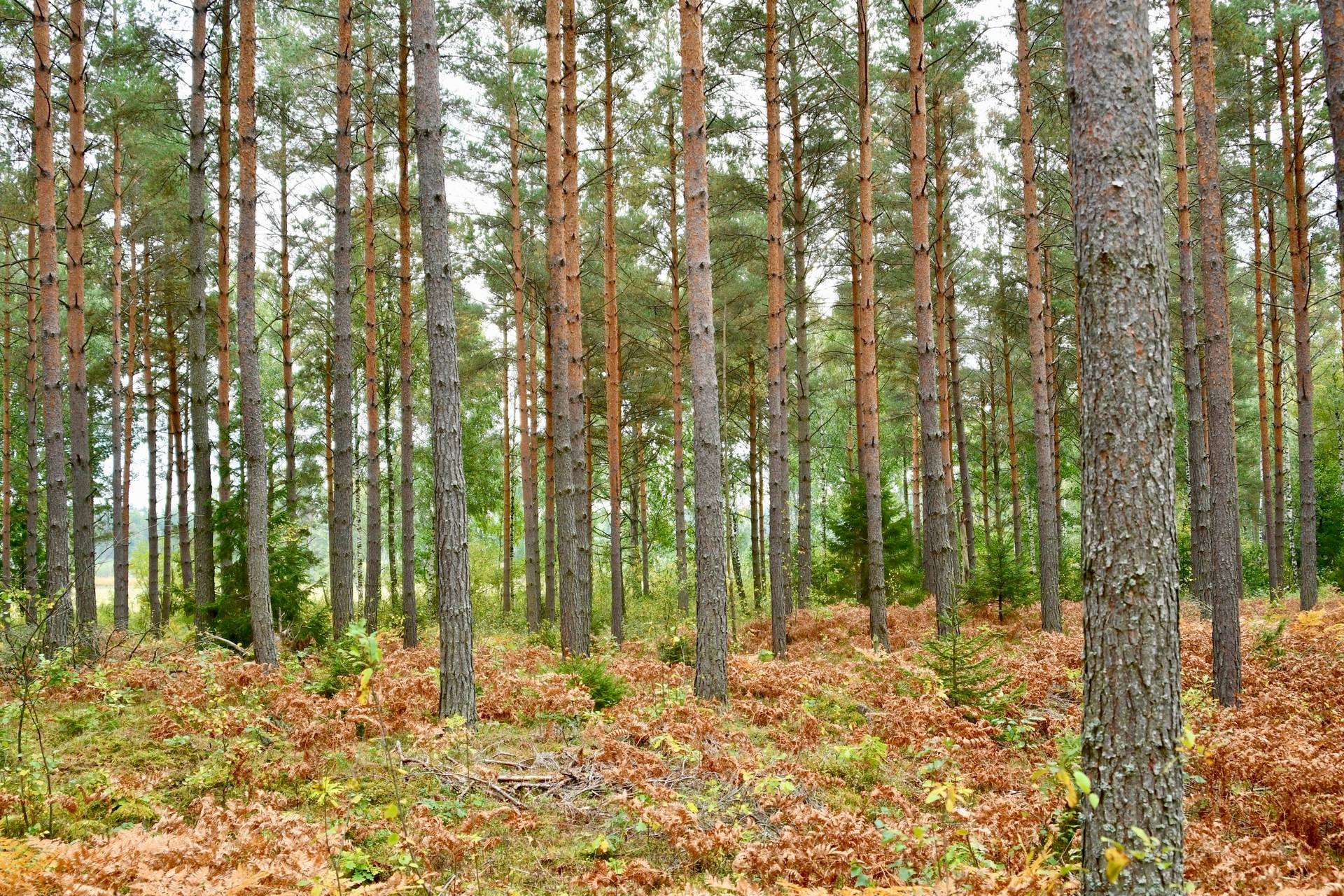 Gård med skogsbruk Binneberg Skövde kommun - bild 8