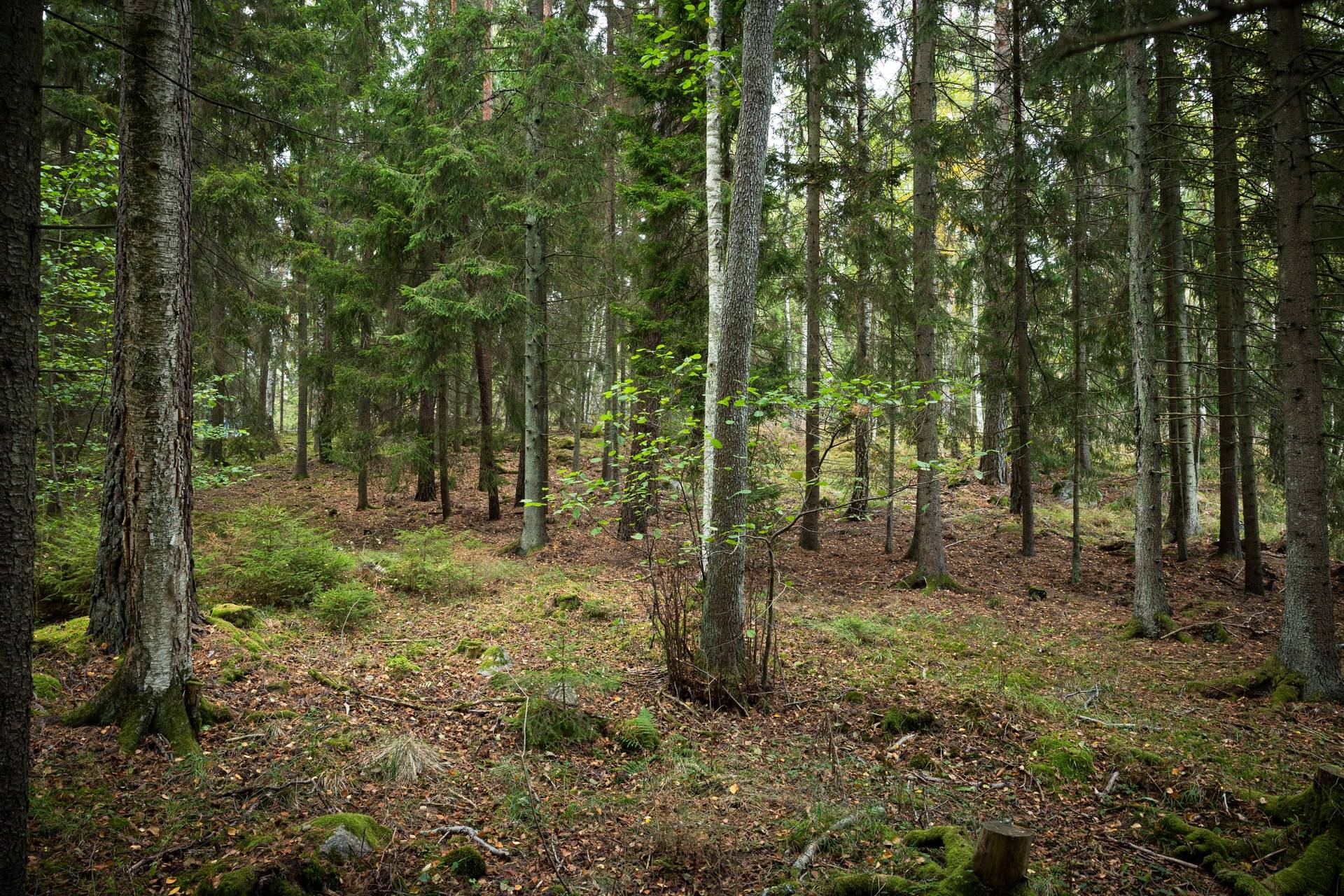 5 rum Gård/skog på Mellringe gård 1 Läggesta/Hedlandet Mariefred Strängnäs kommun - bild 70
