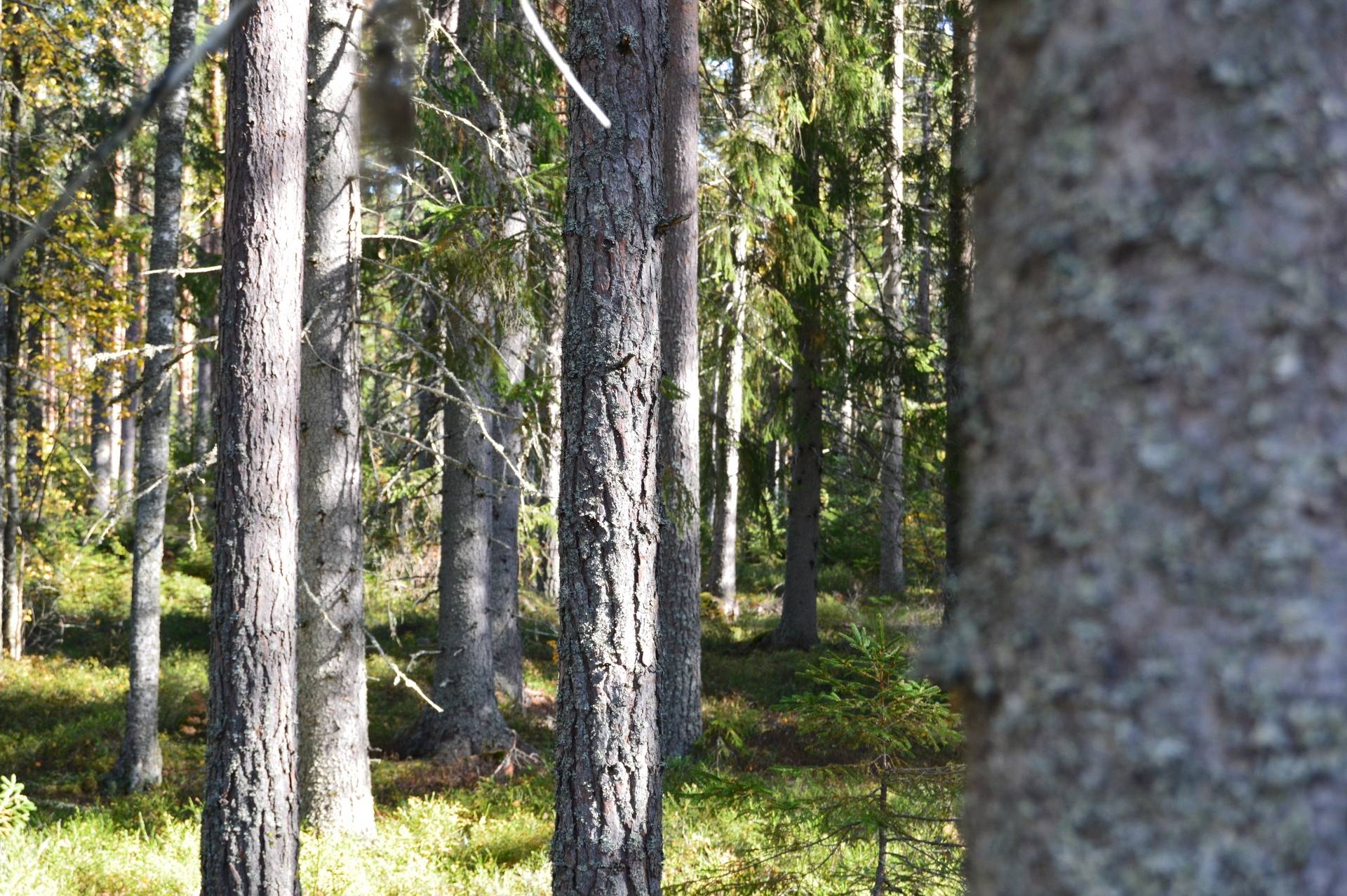 Gård med skogsbruk på Landtjärn Sandvikens kommun - bild 28