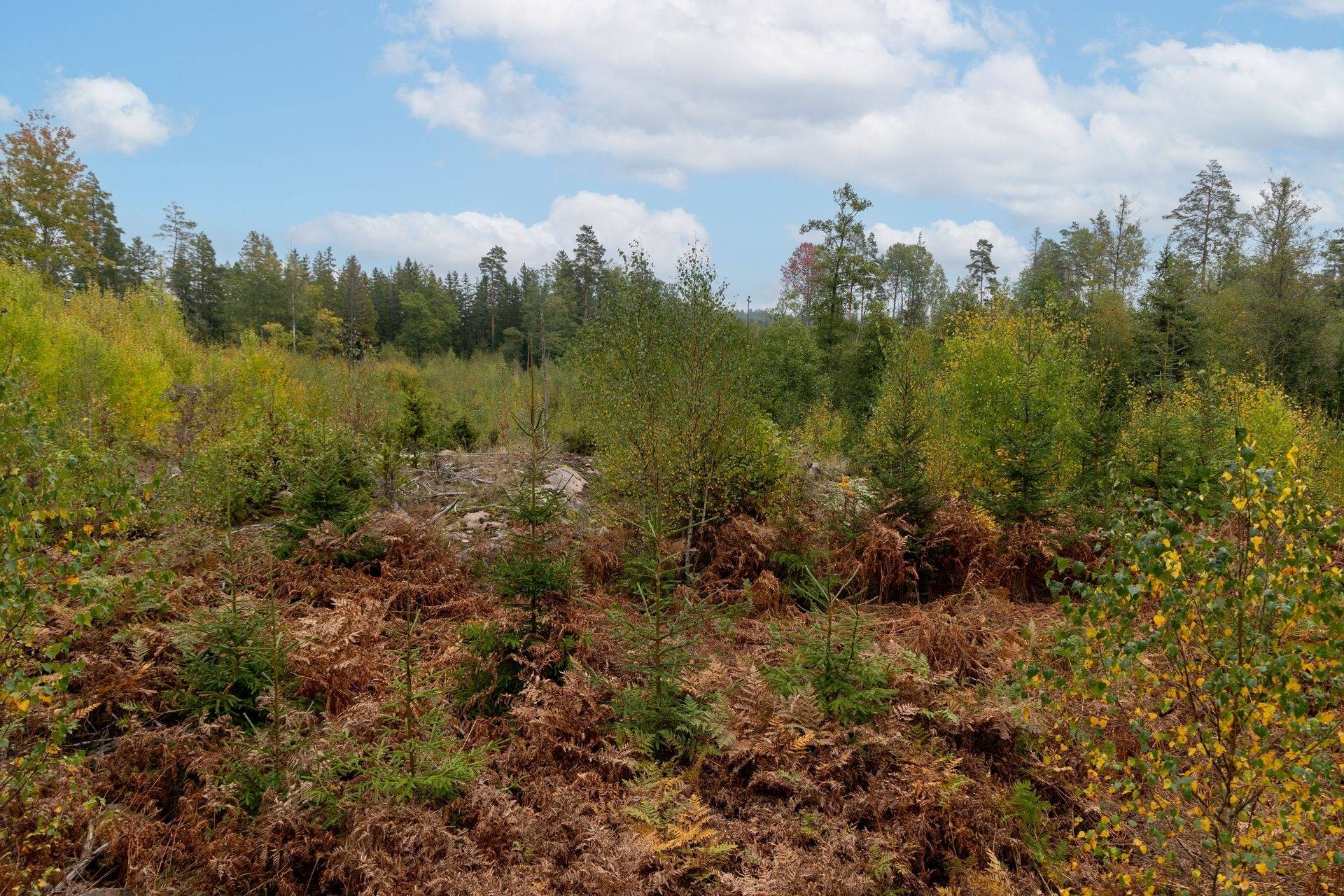 Gård/skog på Dalsebo Vena Hultsfreds kommun - bild 9