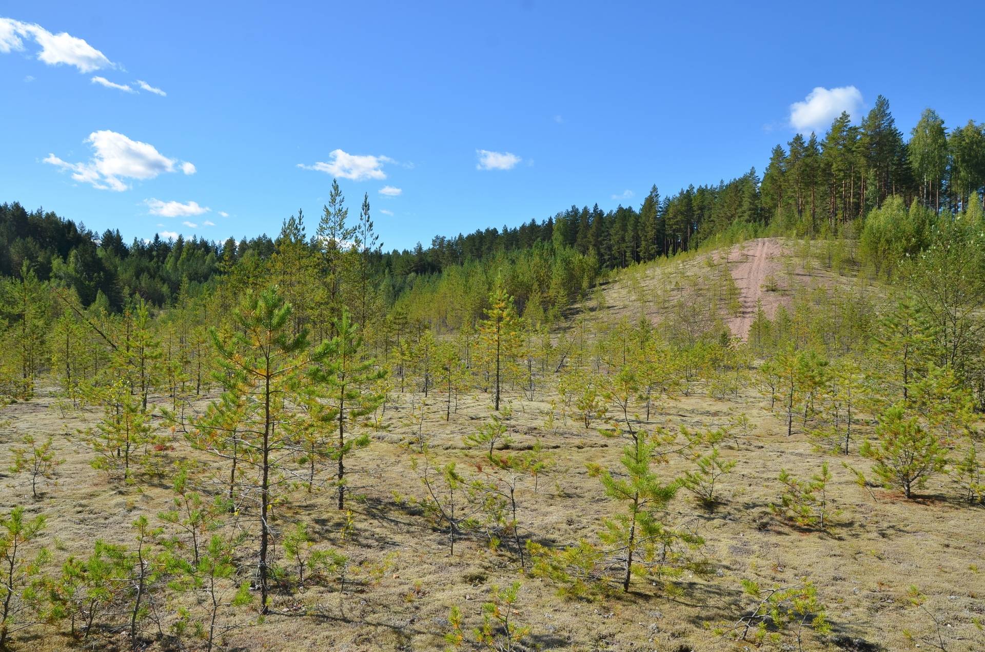 Gård med skogsbruk på Stensbo Avesta kommun - bild 31