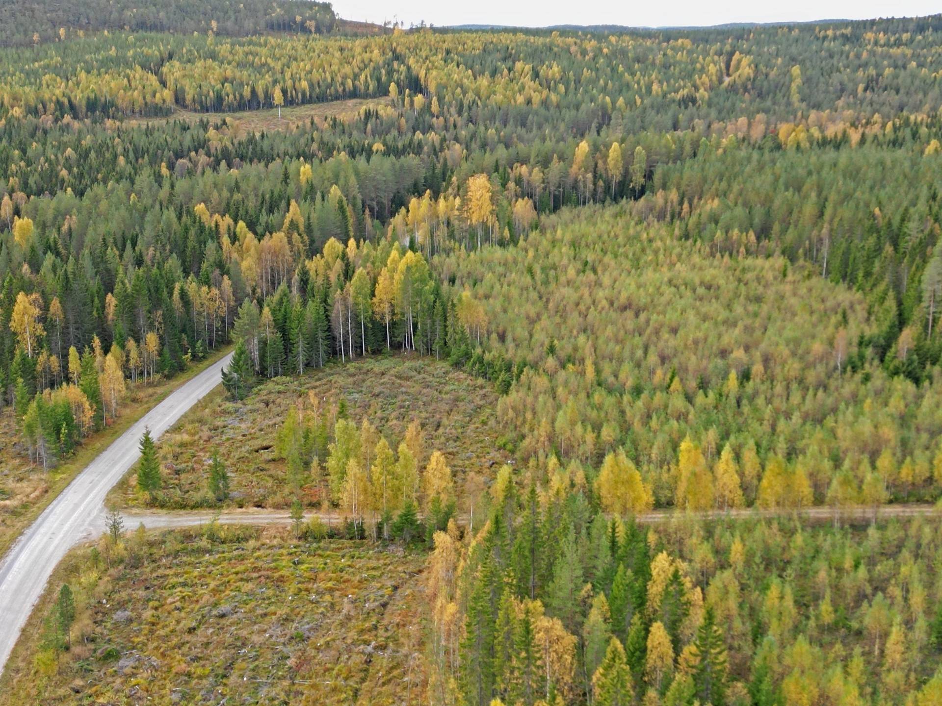 Gård/skog på Tavelsjö Umeå kommun - bild 10