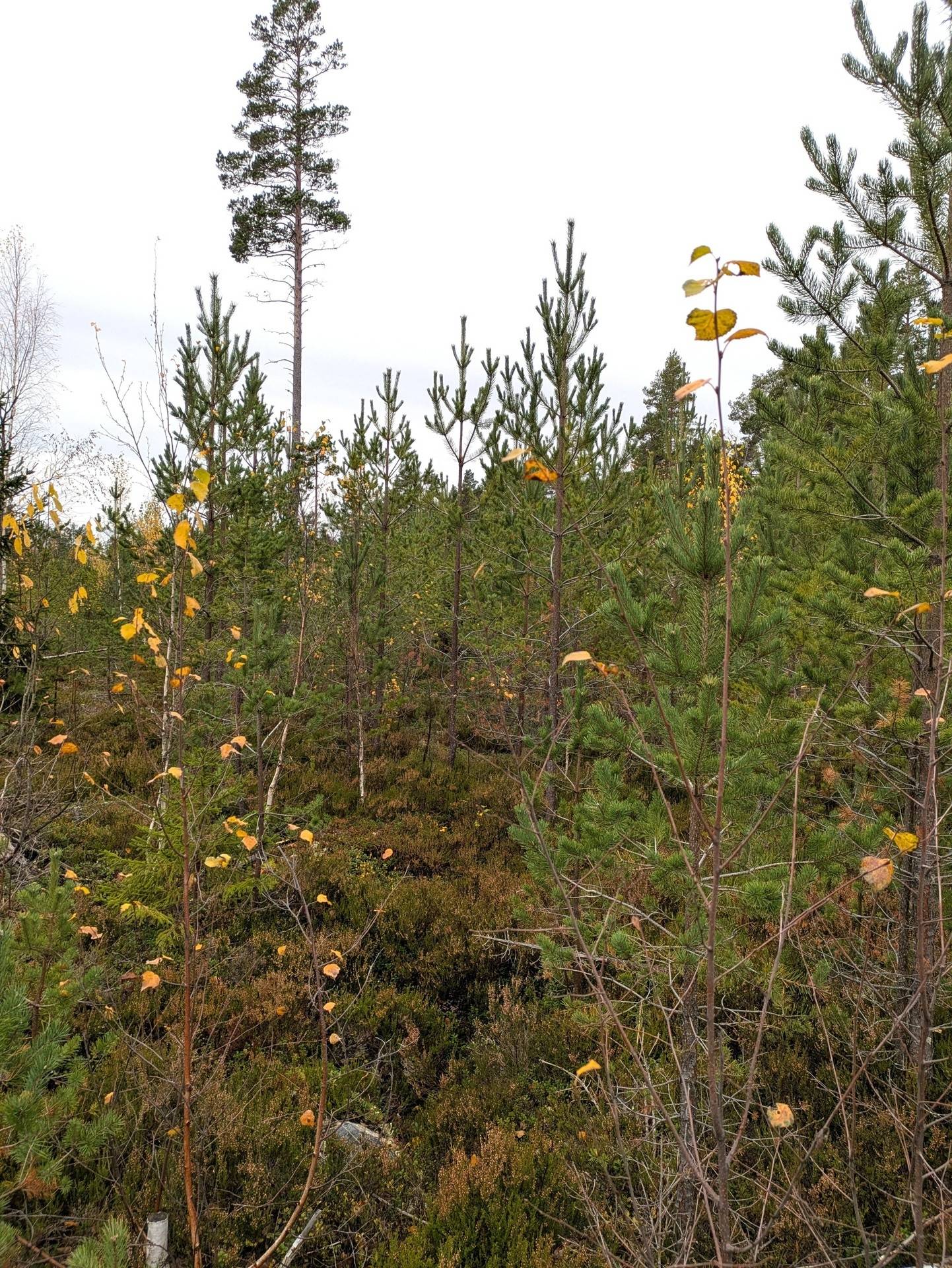 Gård/skog på Skogsfastighet Åckne 3:3 Gnarp Nordanstigs kommun - bild 5