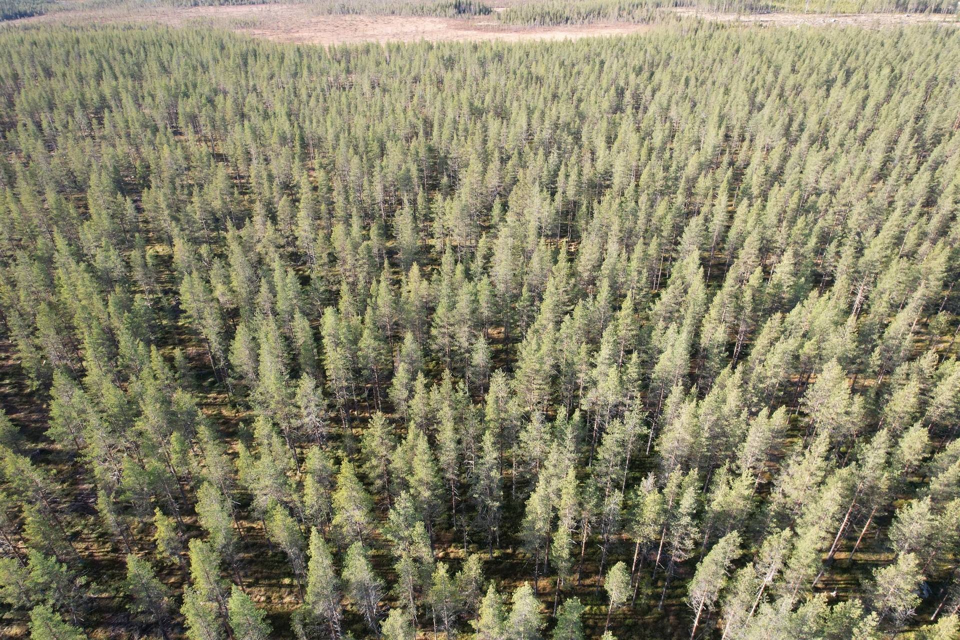 Gård/skog Malå Malå kommun - bild 8
