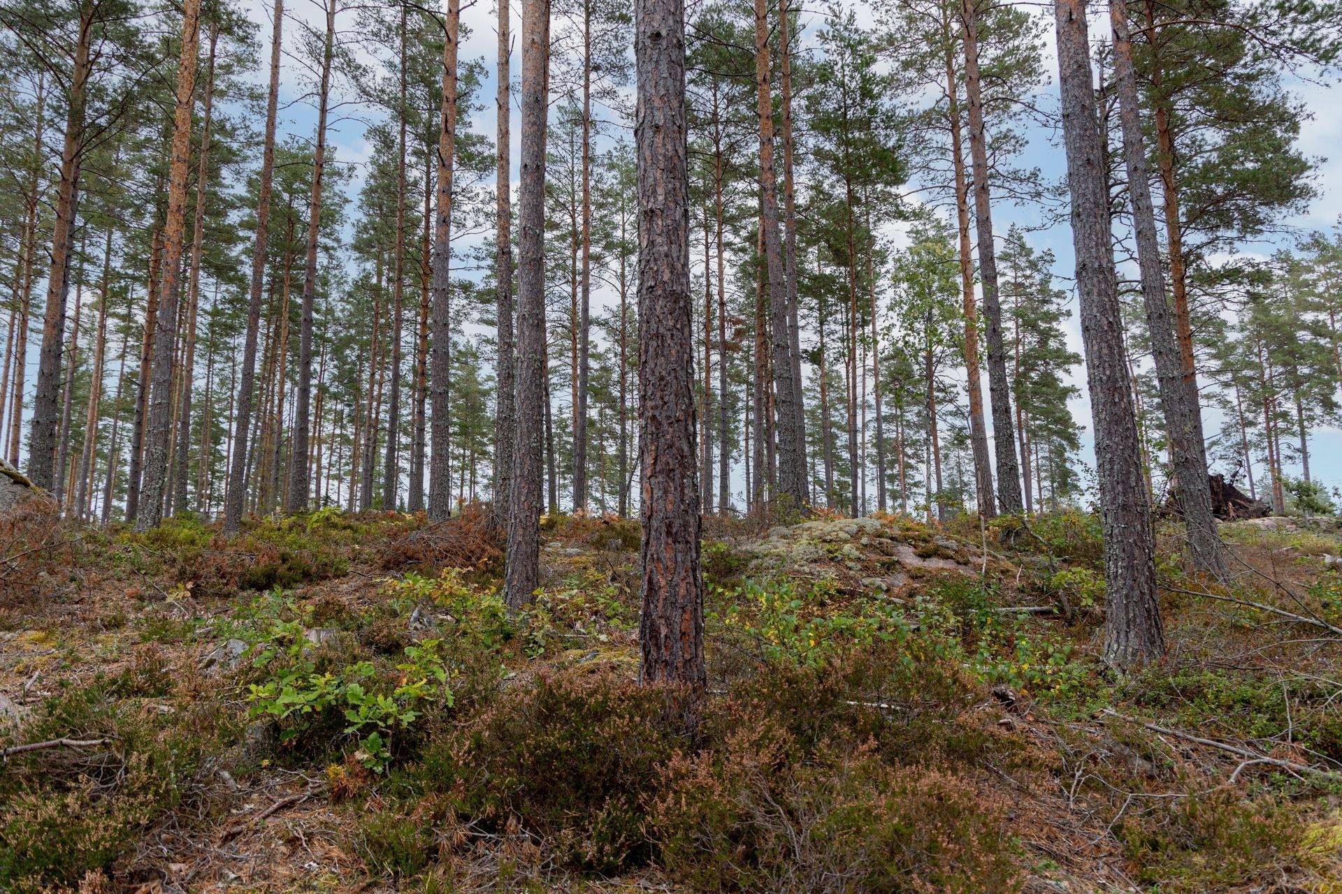 Gård/skog på Dalsebo Vena Hultsfreds kommun - bild 3