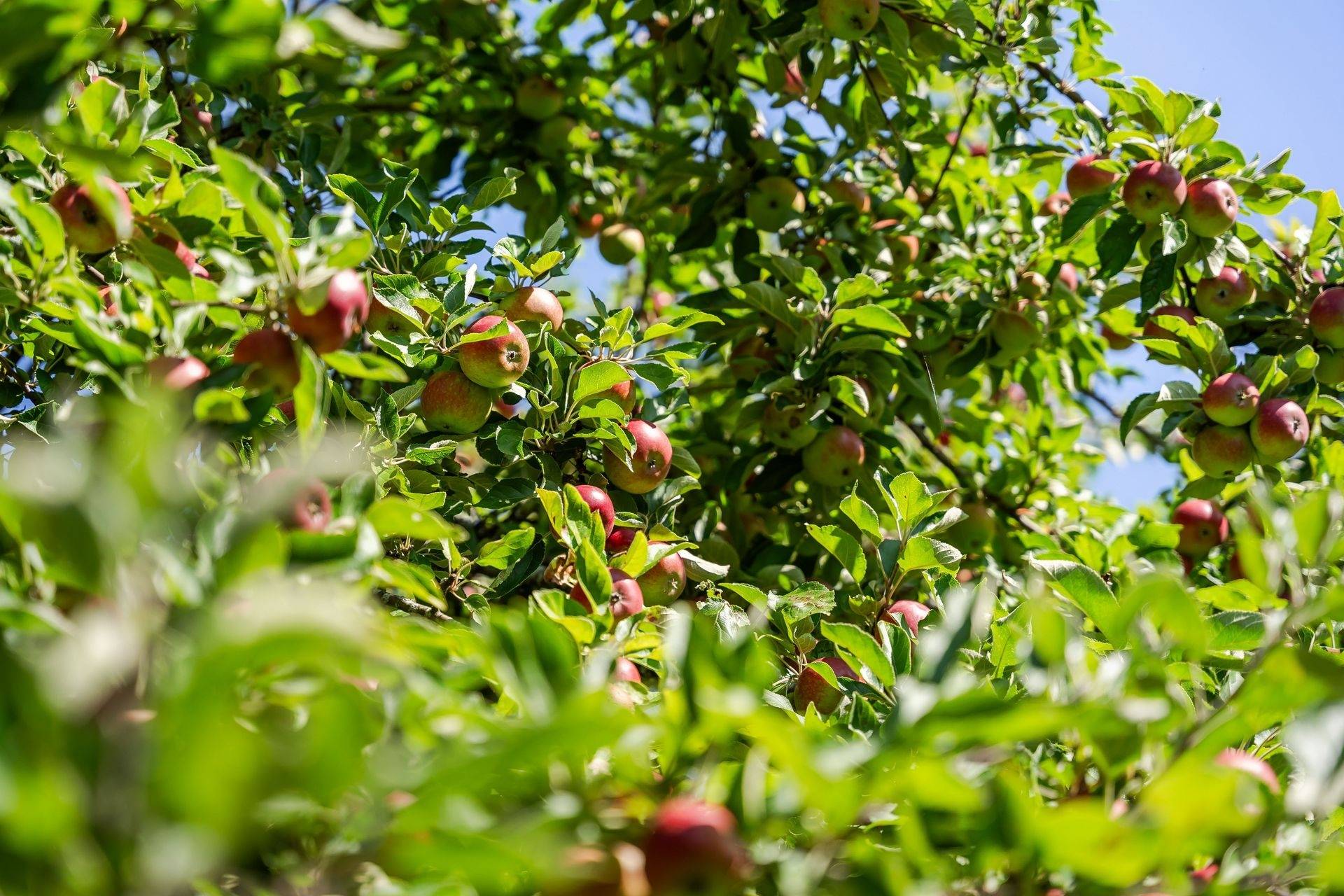 4 rum Villa på Rådmansgatan 10 Kristinehamn Kristinehamns kommun - bild 46