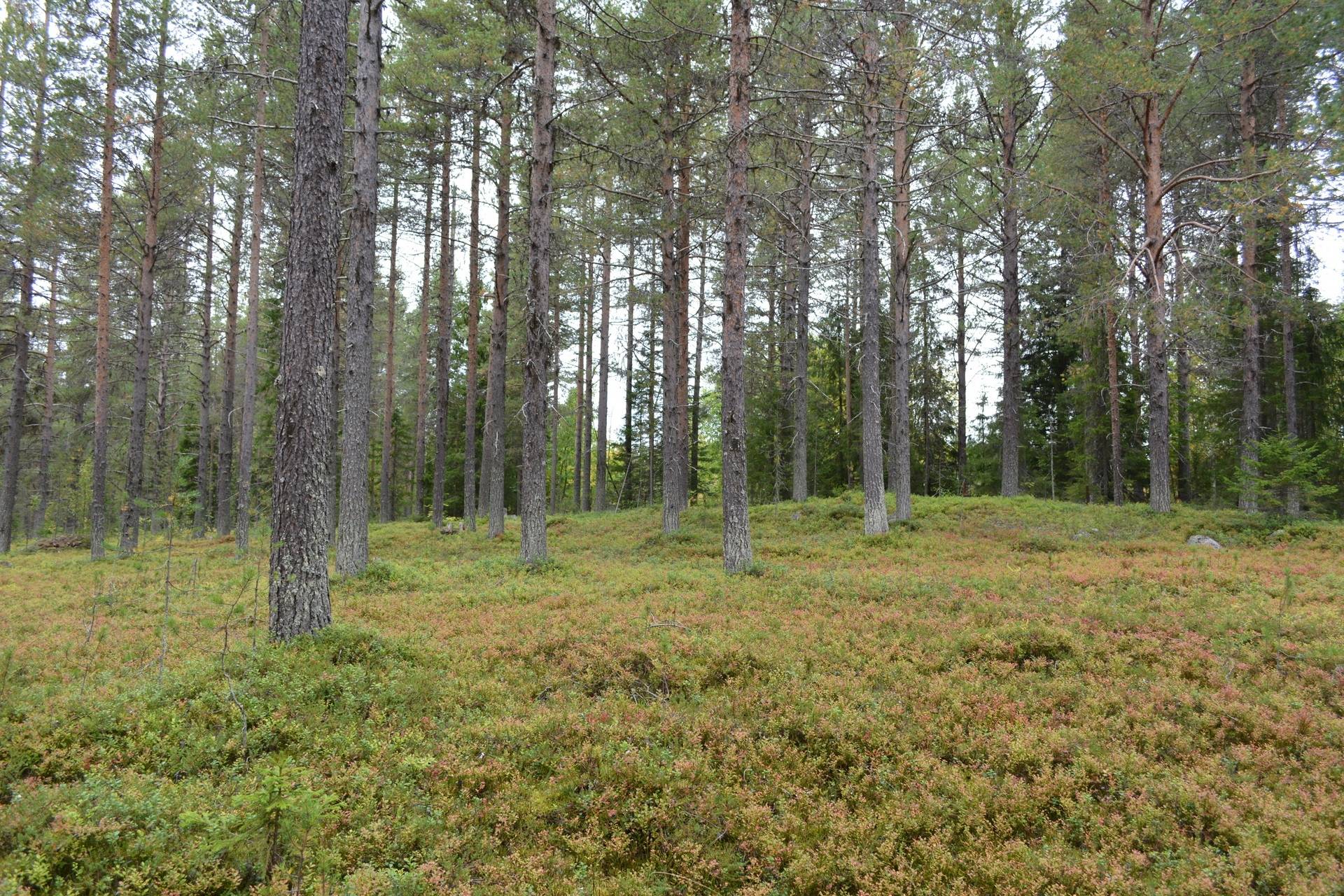 Gård med skogsbruk på Sadjem Gällivare kommun - bild 10
