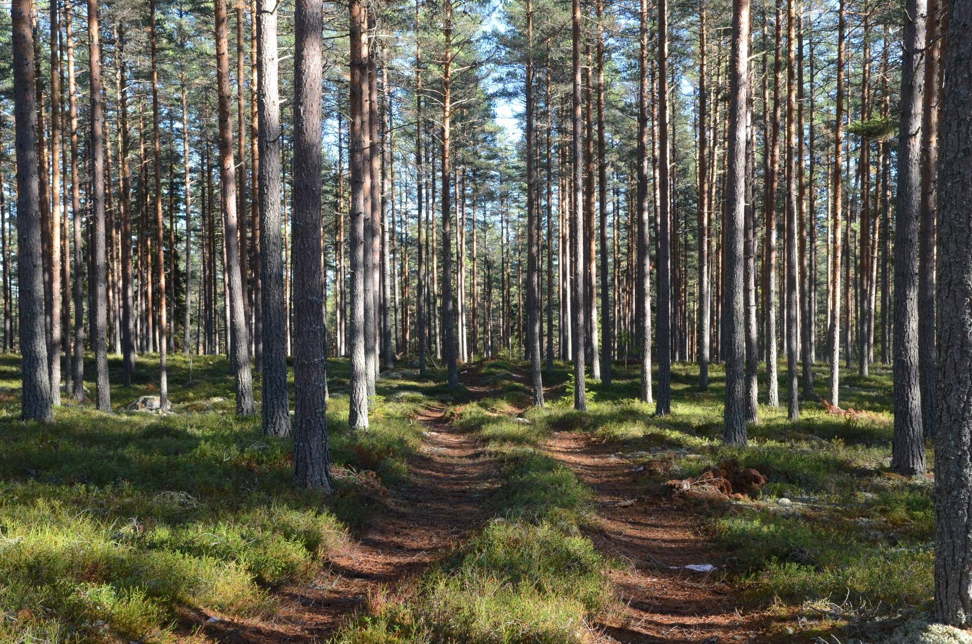Gård med skogsbruk på Utanmyra Falu kommun - bild 4