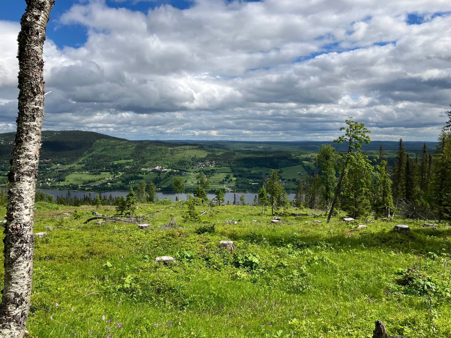 Gård med skogsbruk på ÅRE HÅRBÖRSTA 1:54 Åre kommun - bild 14