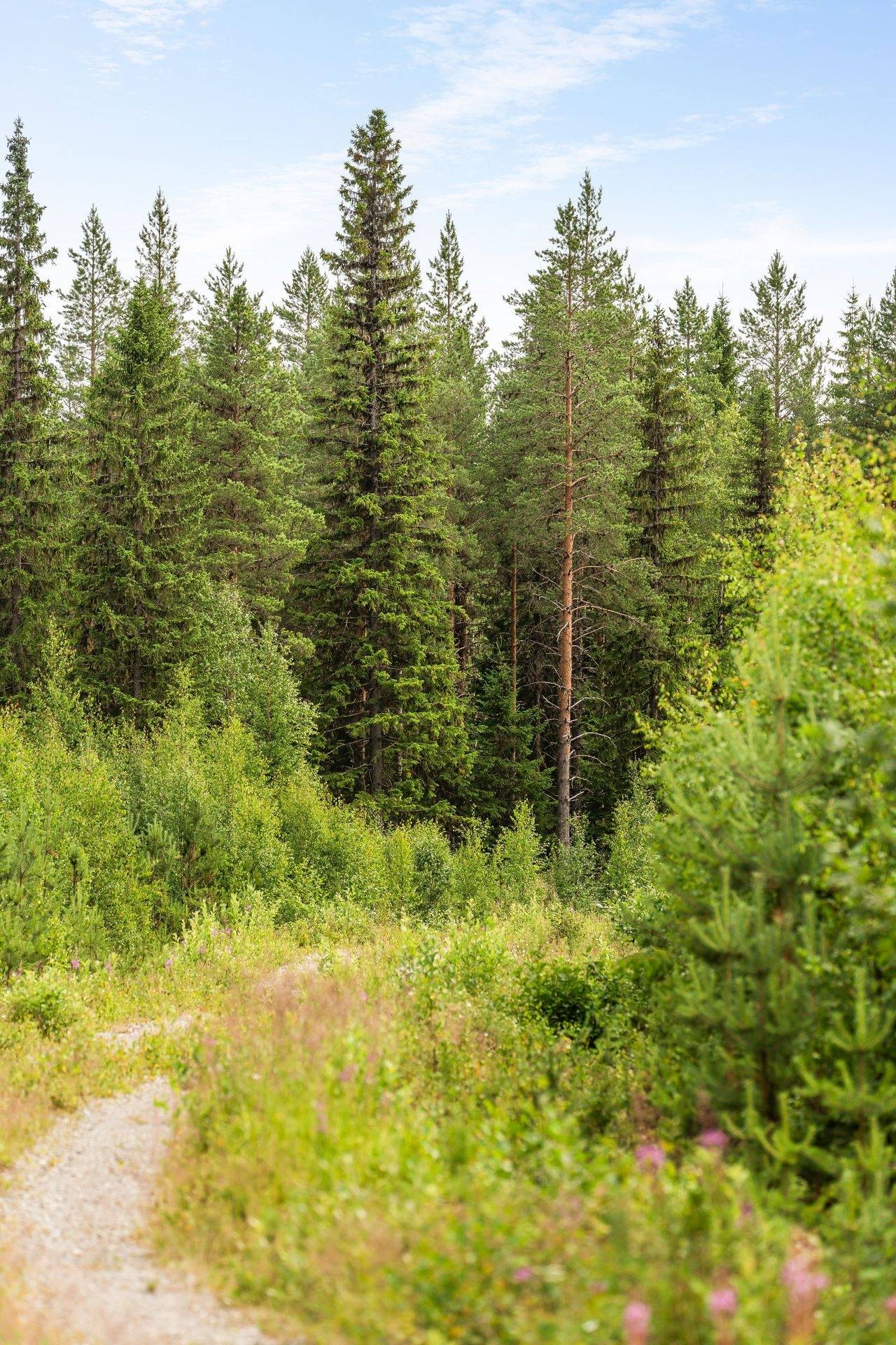 Gård med skogsbruk på BRÄCKE HÅVDSJÖ 1:56 Nyhem Bräcke kommun - bild 12