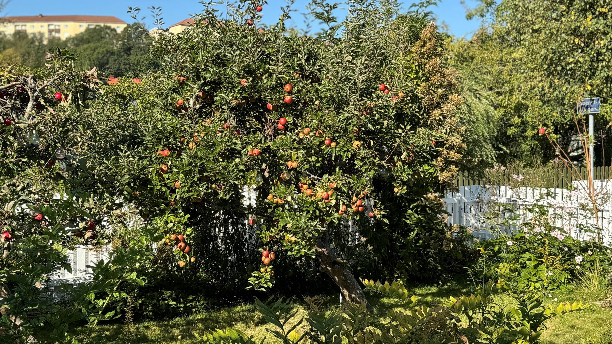 2 rum Fritidshus på Spenatgången 89 Slottskogskolonin Göteborgs kommun - bild 38