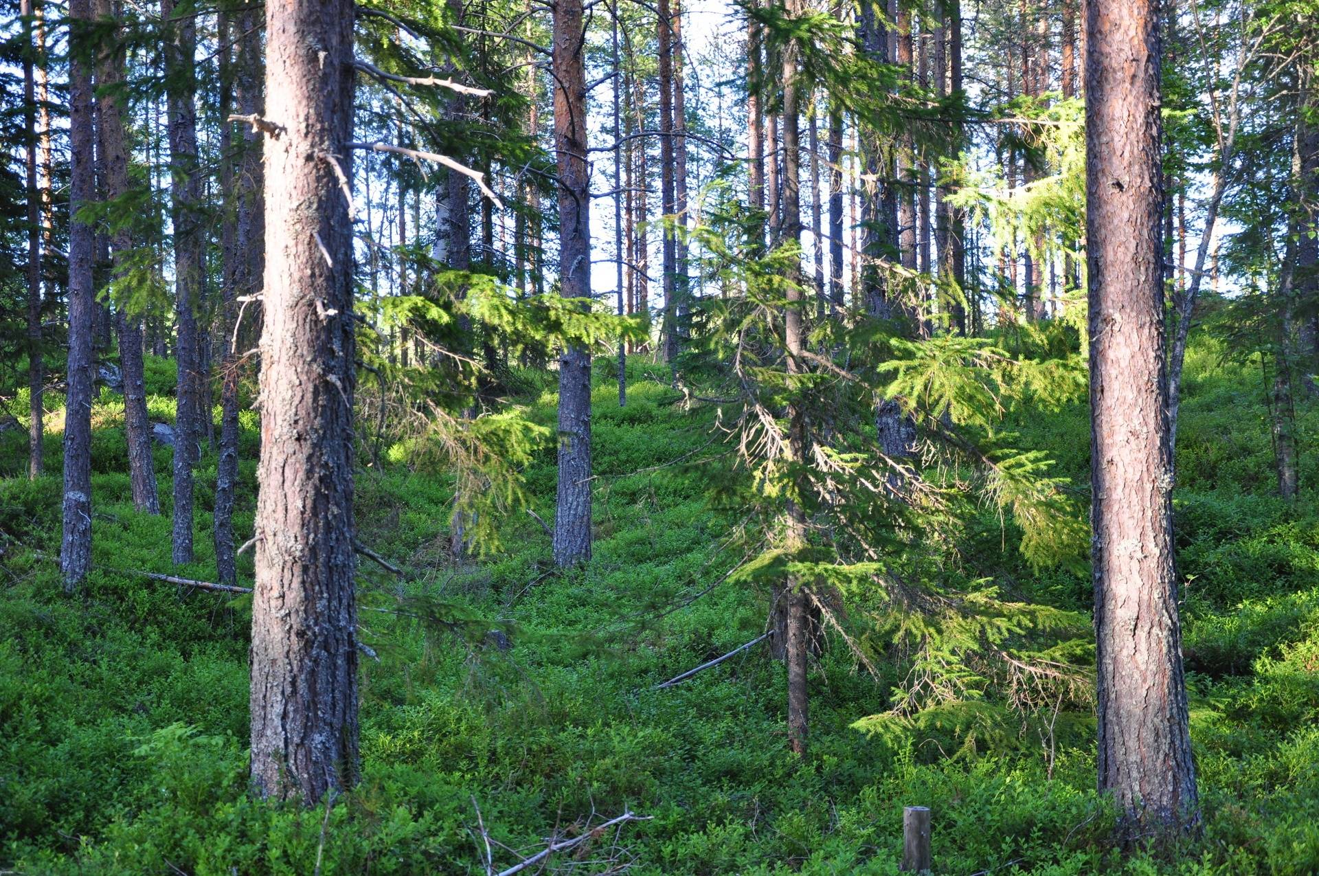 gård/skog på Gammelgården / Näsbyn Kalix, Kalix kommun - bild 1