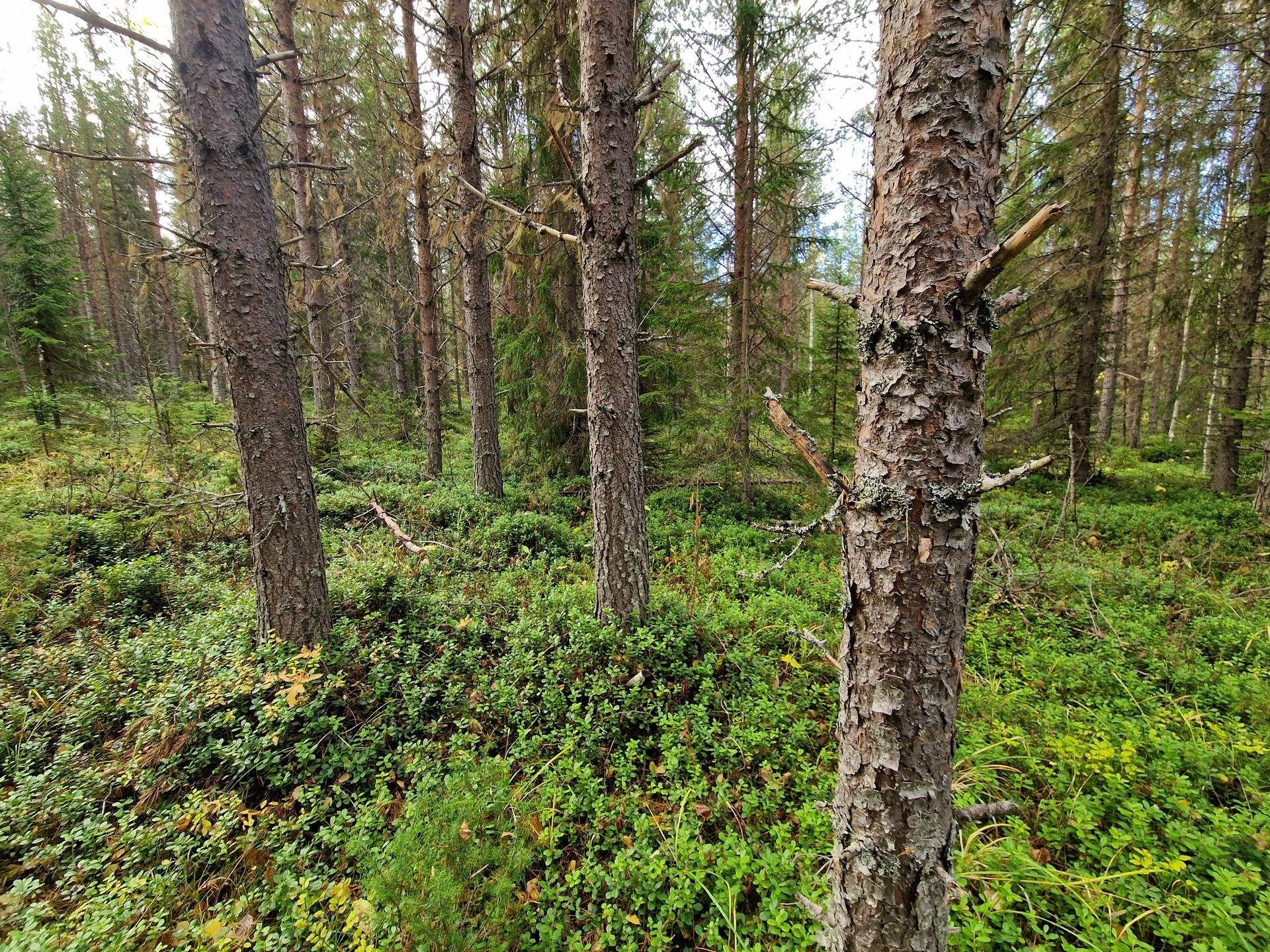 Gård med skogsbruk på KROKOM FÖLLINGE-NYLAND 1:37 Föllingebygden Krokoms kommun - bild 6