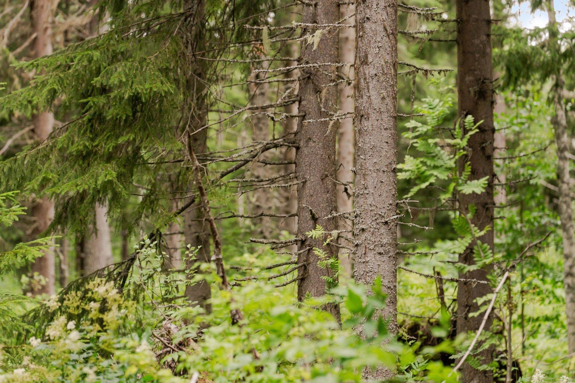Gård med jordbruk på Högenvägen 29 Hallen Åre kommun - bild 68