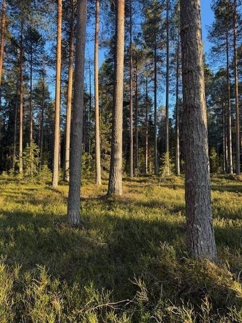 Gård med skogsbruk på Kusmark 18:5 Kusmark Skellefteå kommun - bild 2