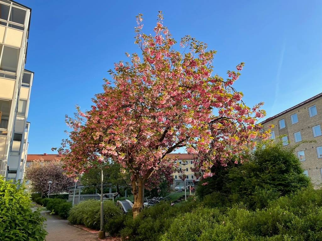 3 rum Lägenhet på Östra Farmvägen 37a Östra Sorgenfri Malmö kommun - bild 28