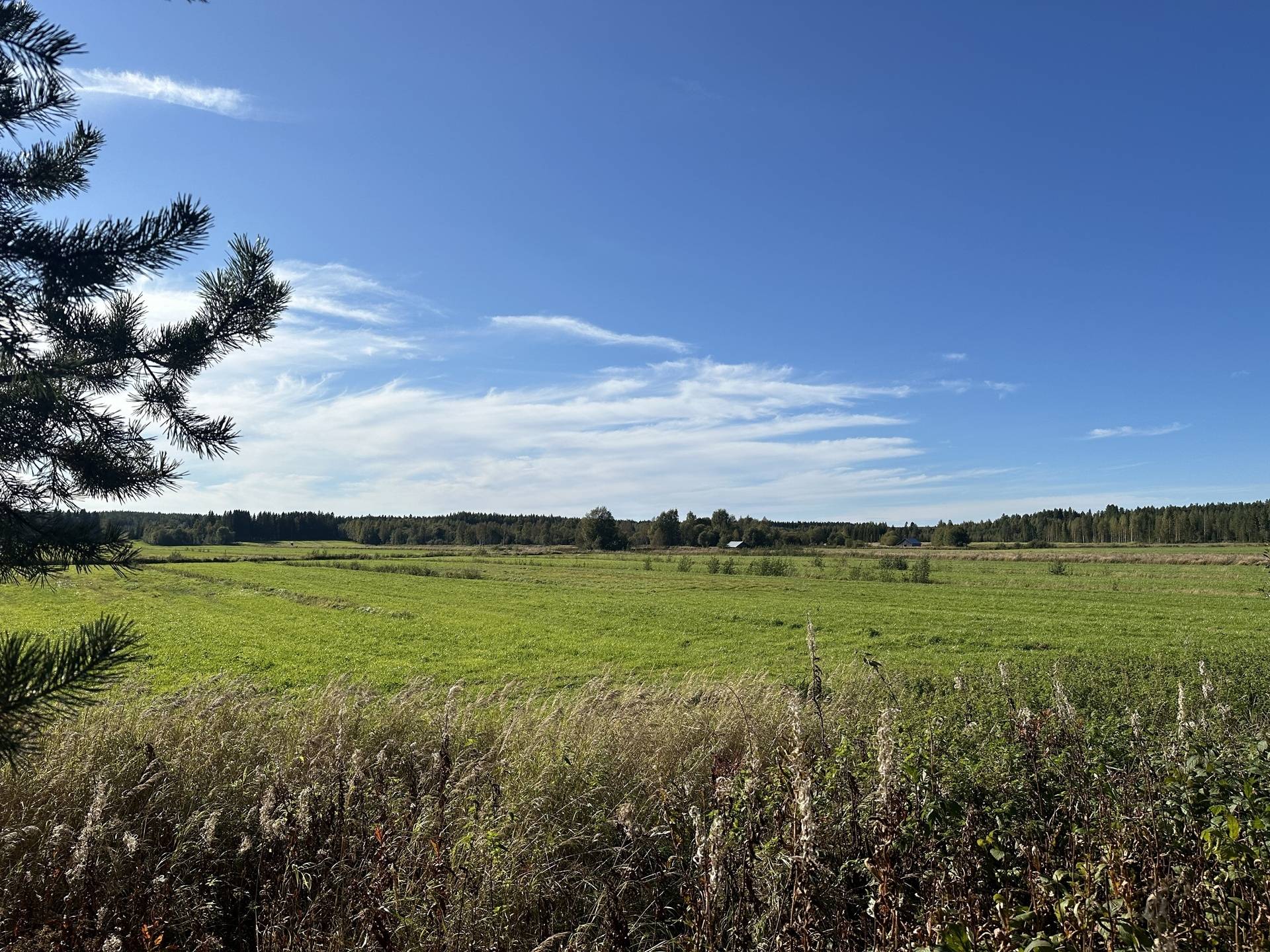Gård med skogsbruk på Långviken Långviken Skellefteå kommun - bild 4