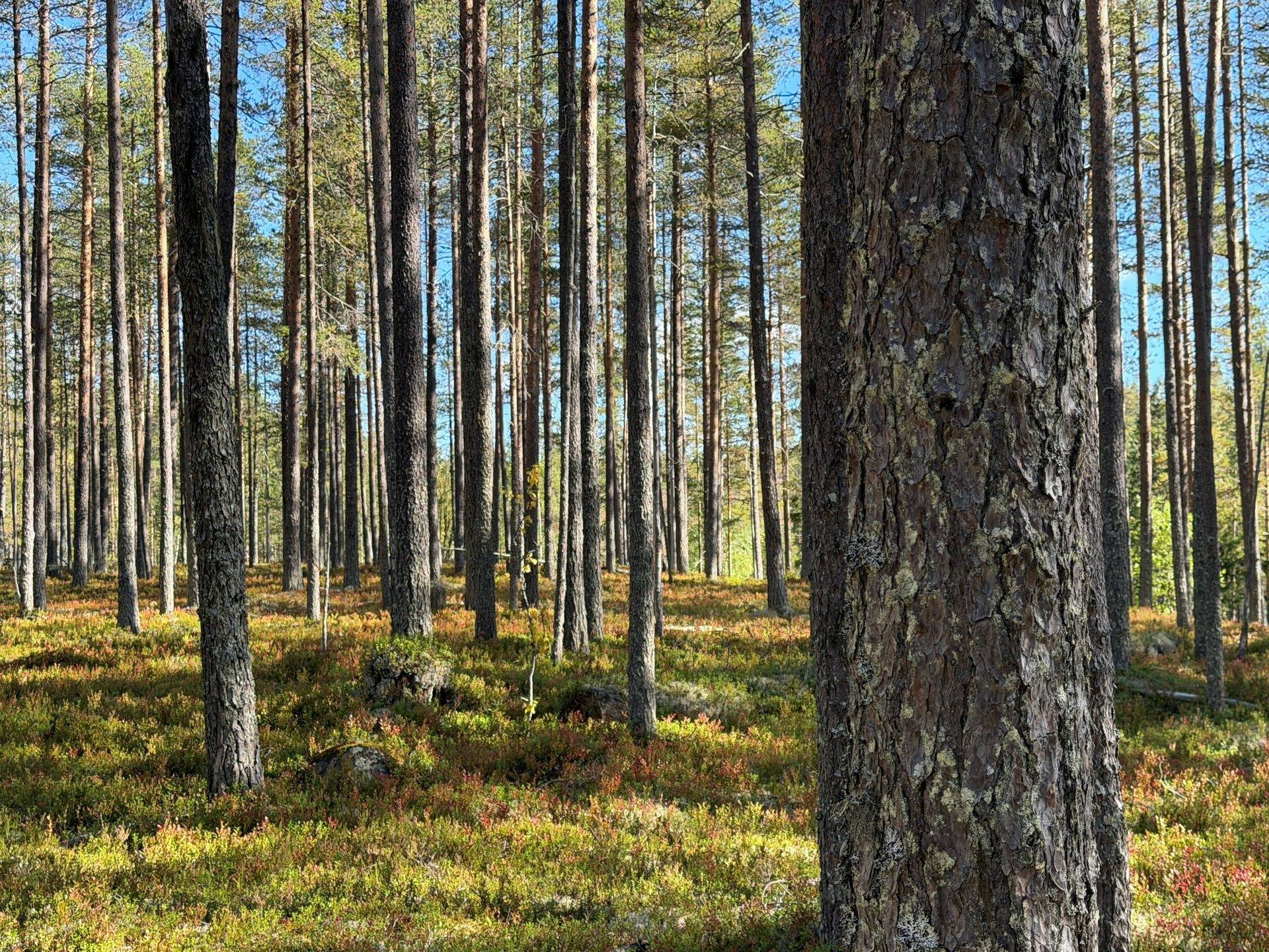 Gård/skog på Limbäck 89:3 Våmhus Mora kommun - bild 19