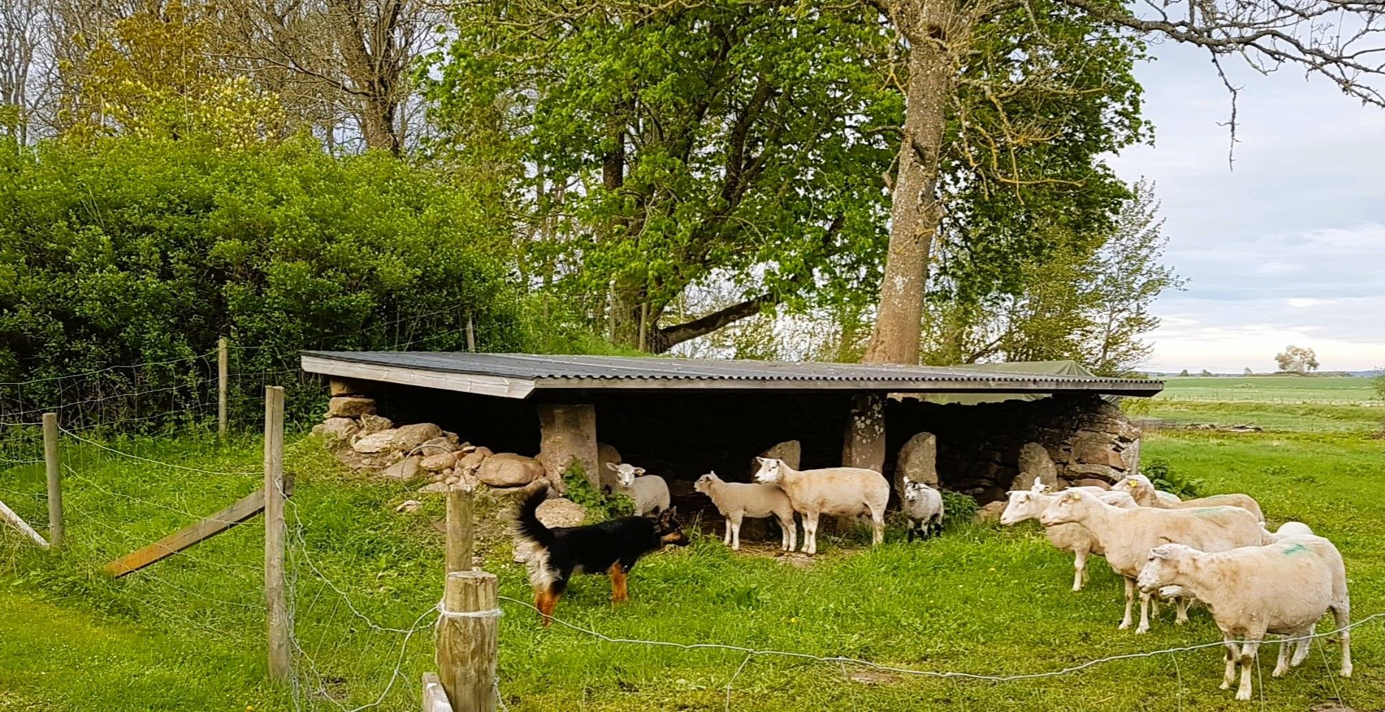 6 rum Gård/skog på Hångsdala Knaggården 1 Tidaholms kommun - bild 50