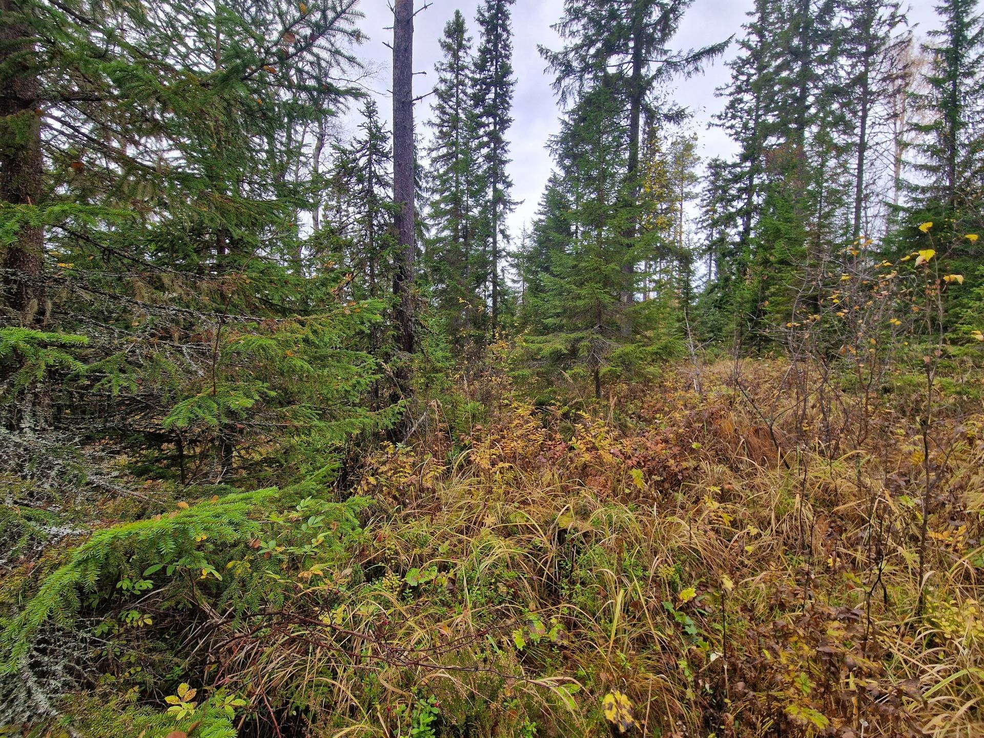Gård med skogsbruk på BRÄCKE LUND 2:113 & 2:83 Sörbygden Bräcke kommun - bild 17