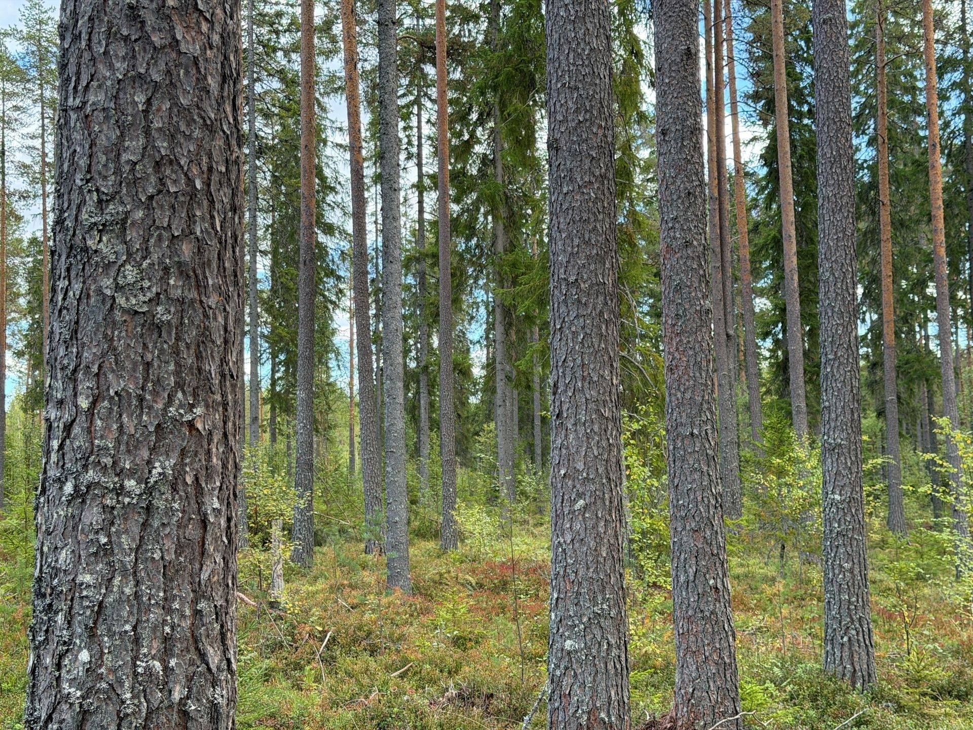 Gård/skog på Östbjörka 19:9 Rättviks kommun - bild 4