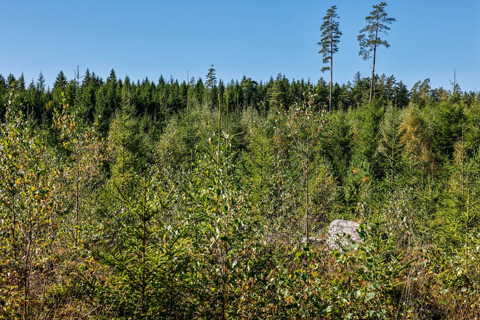 Gård/skog på SVENLJUNGA UGGLEBO 2:3 Örsås Svenljunga kommun - bild 9