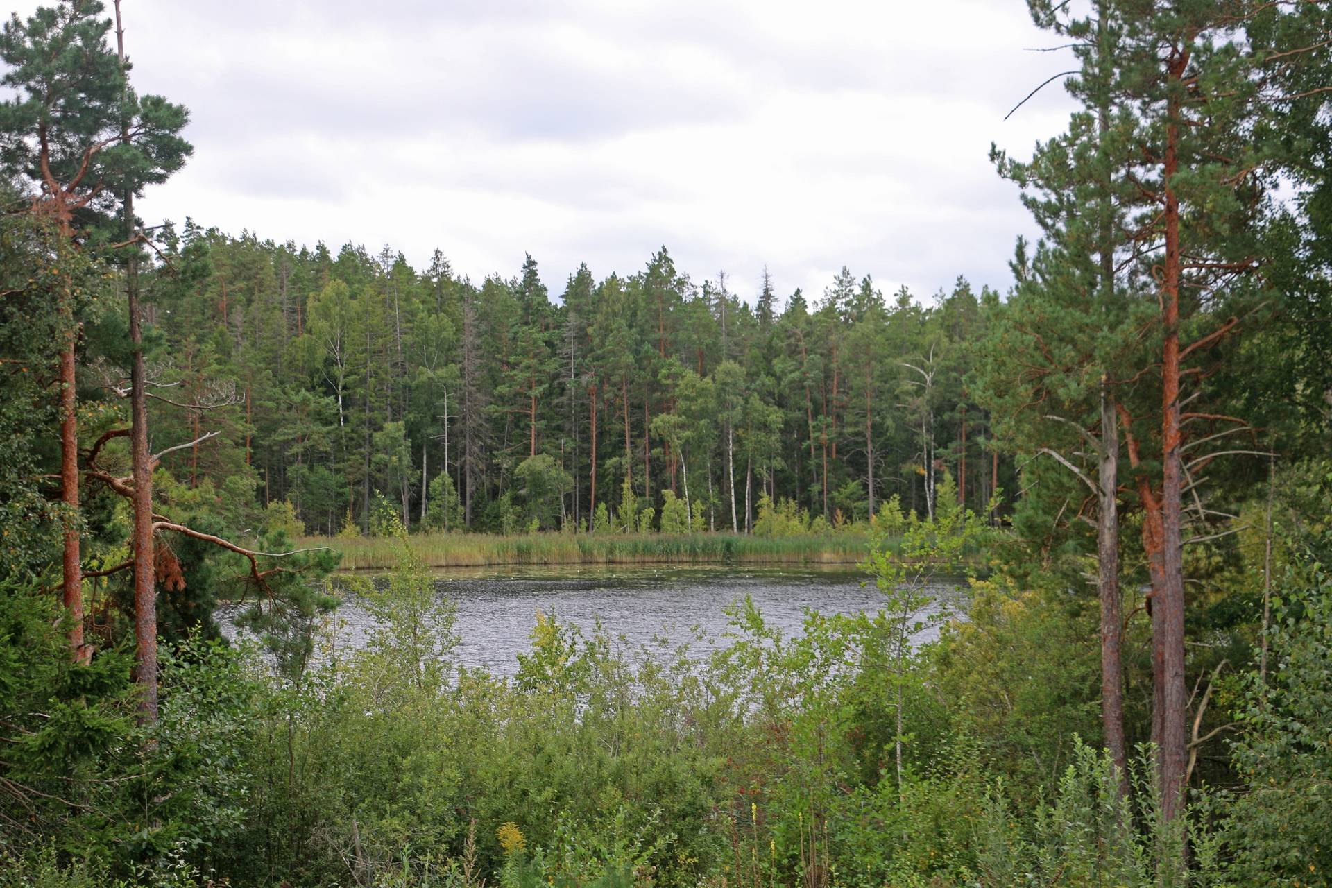 Gård/skog på Fliseryds-Boda Skog AB Mönsterås kommun - bild 2