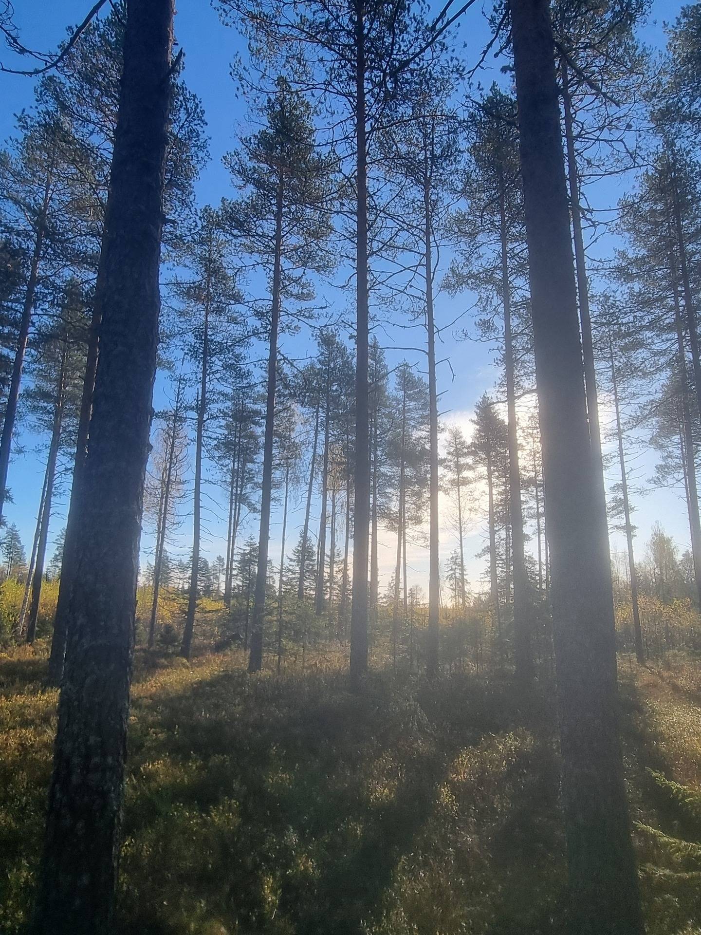 Gård med skogsbruk på NORDMALING GRÄSMYR 3:17 Nordmalings kommun - bild 15
