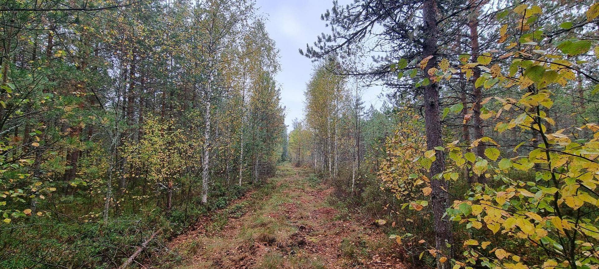 Gård/skog på Vamsta, intill naturreservatet Östhammars kommun - bild 22