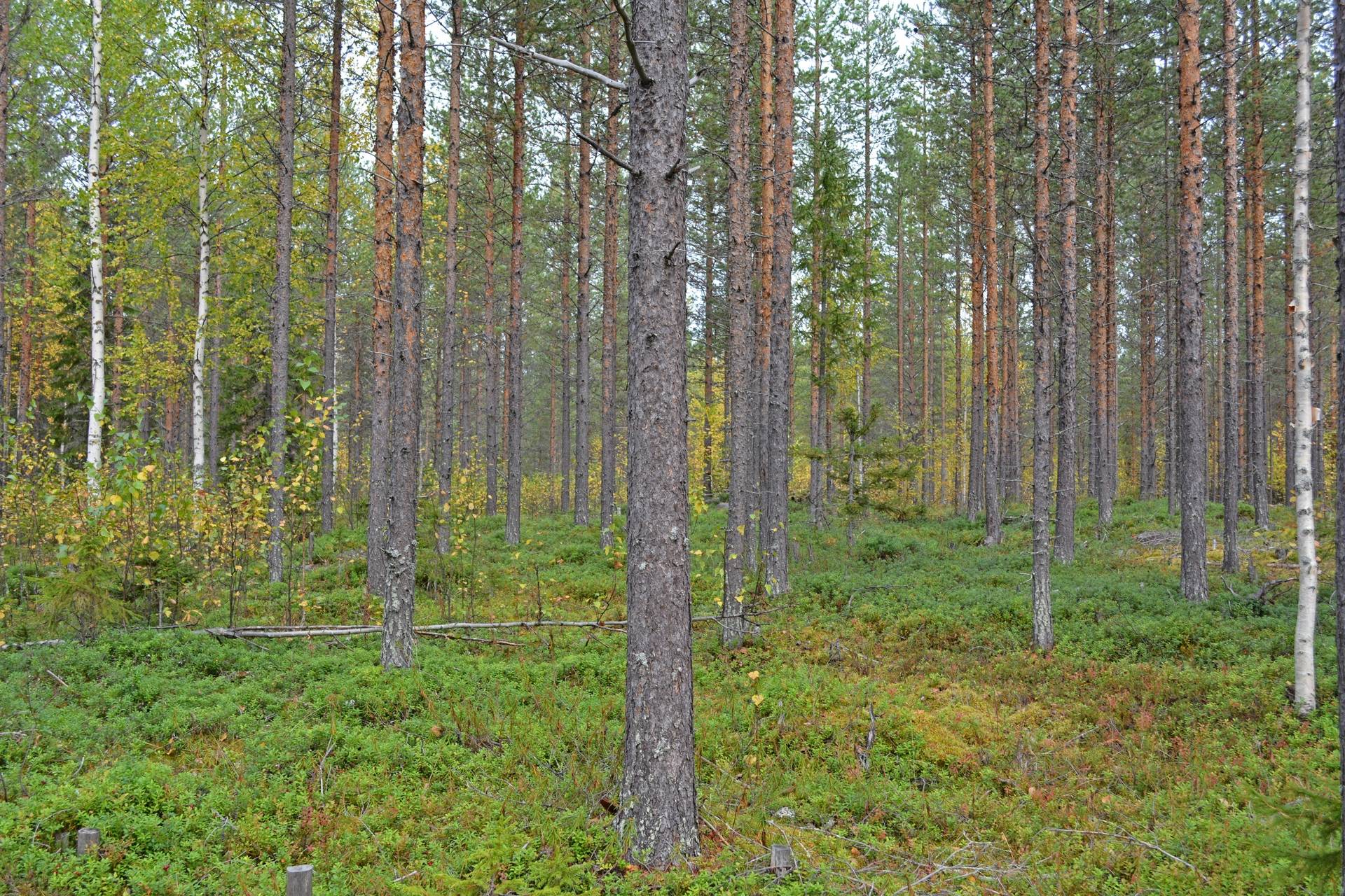 Gård/skog på Hirvijärvi Övertorneå kommun - bild 4