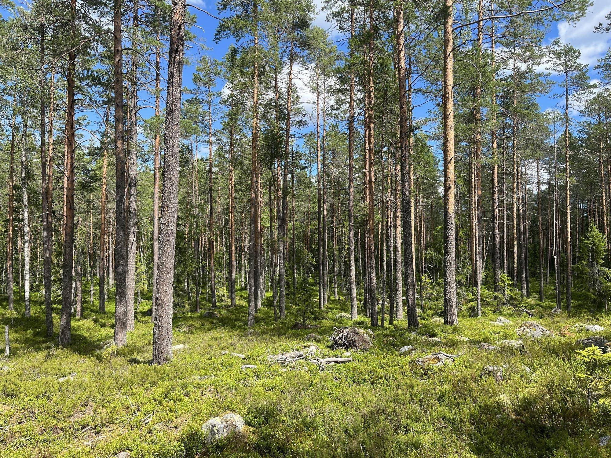 Gnarp, Nordanstigs kommun