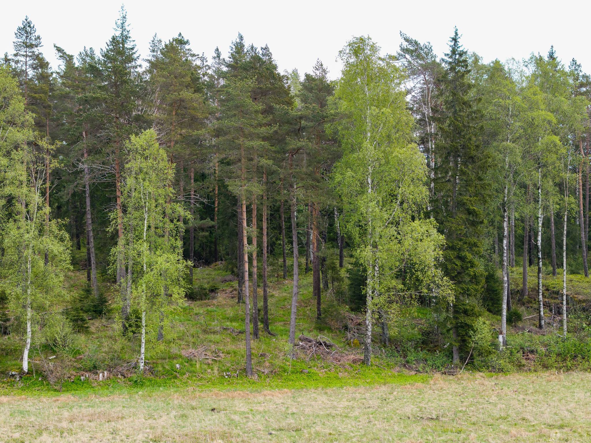Gård med skogsbruk på Isåsen Askersunds kommun - bild 38