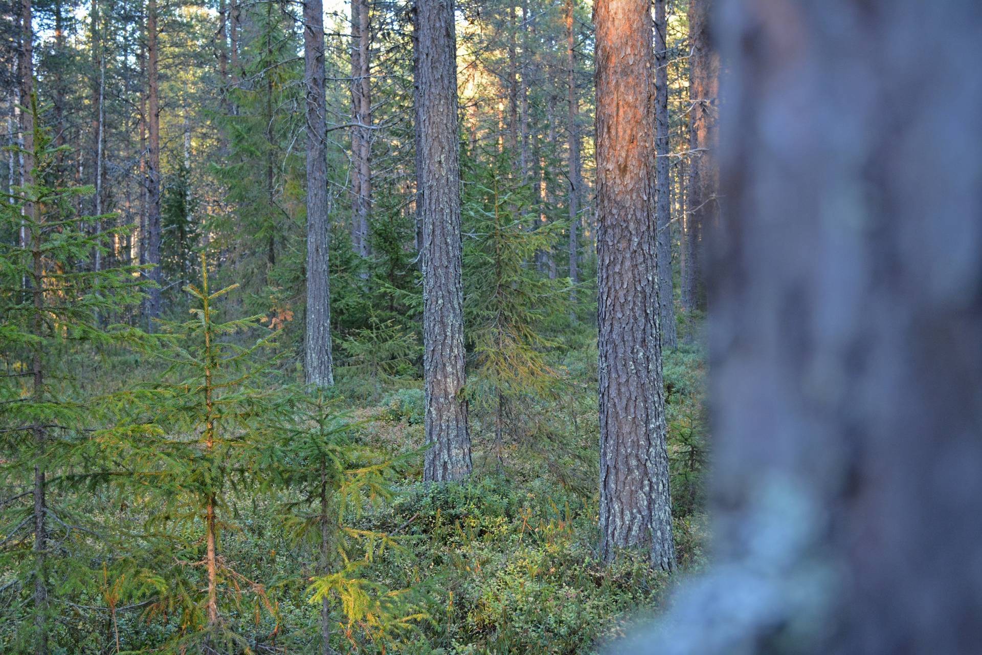 Gård med skogsbruk på Jierijärvi Pajala kommun - bild 3