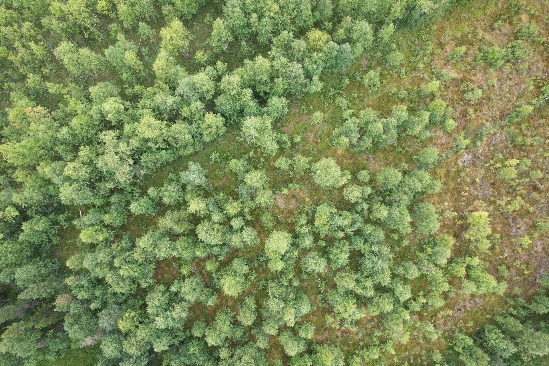 Gård/skog på Masugnsbyn 6:3 Kiruna kommun - bild 2