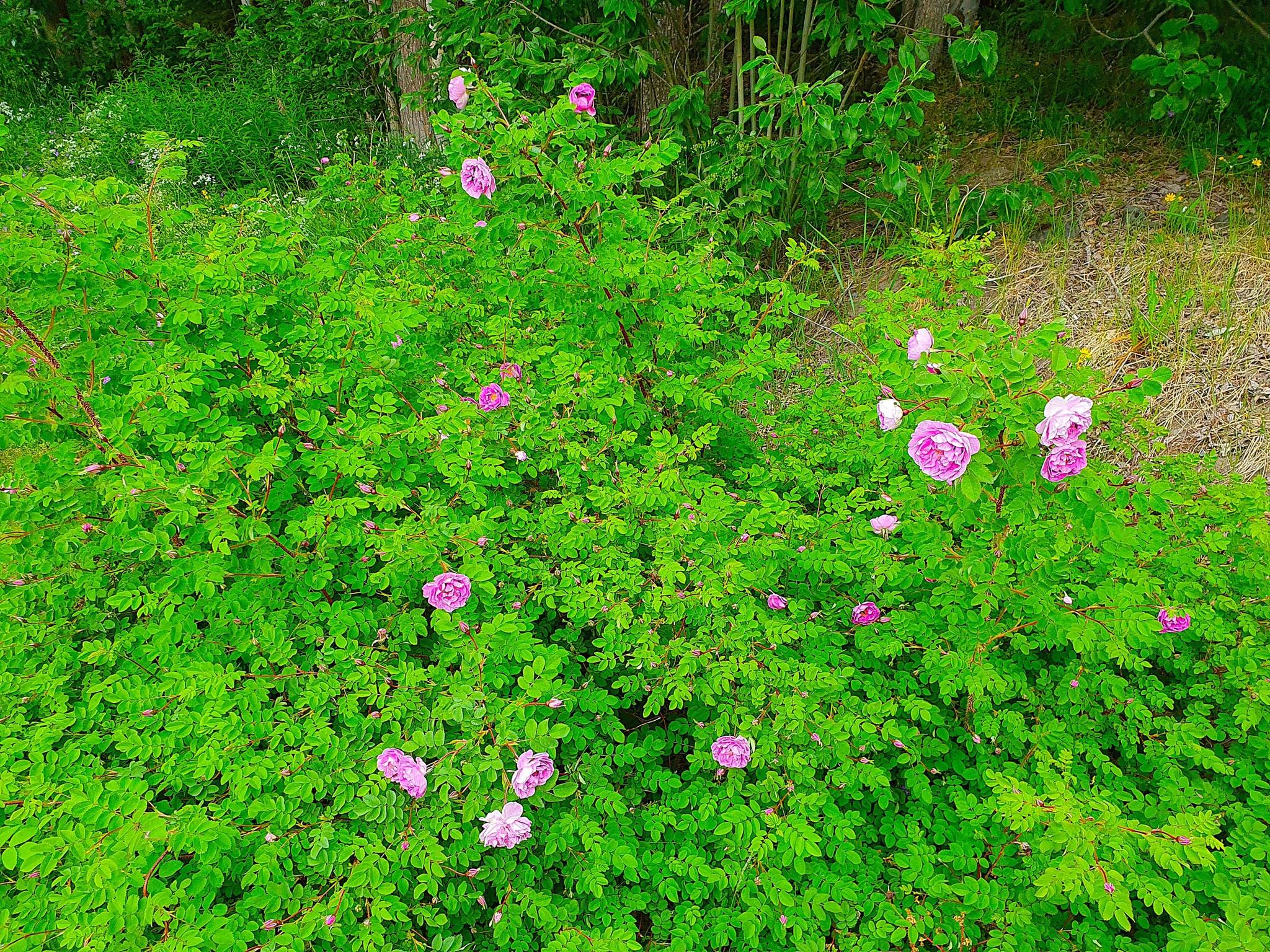 5 rum Villa på Horneyvägen 53 Mörsil Åre kommun - bild 41