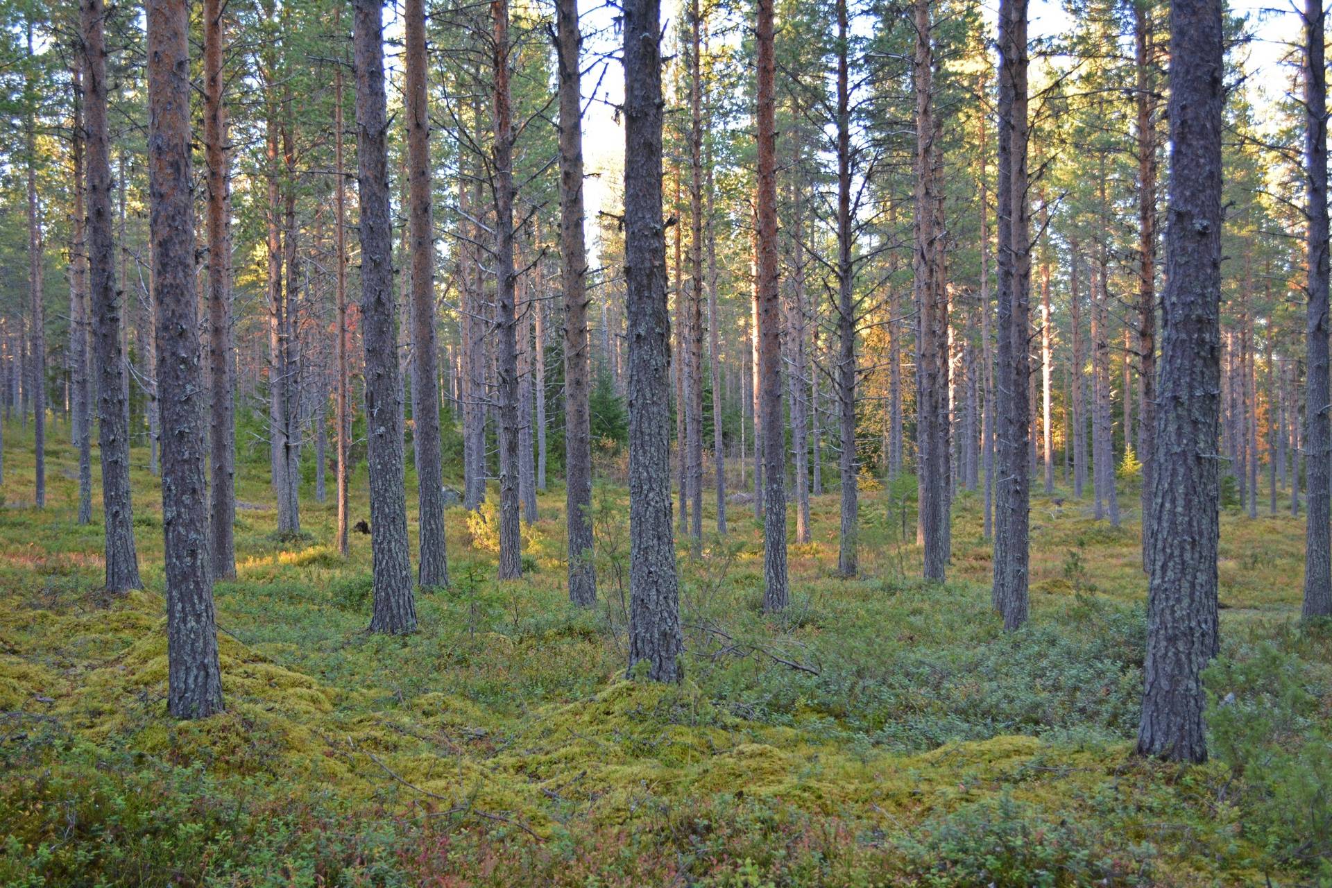 Gård med skogsbruk på Jierijärvi Pajala kommun - bild 1