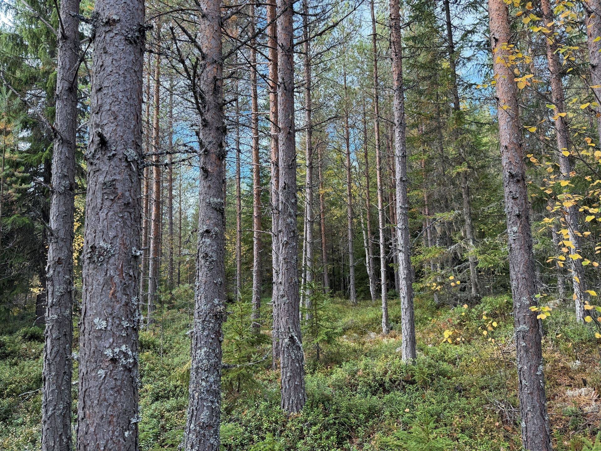 Gård/skog på Limbäck 89:3 Våmhus Mora kommun - bild 31