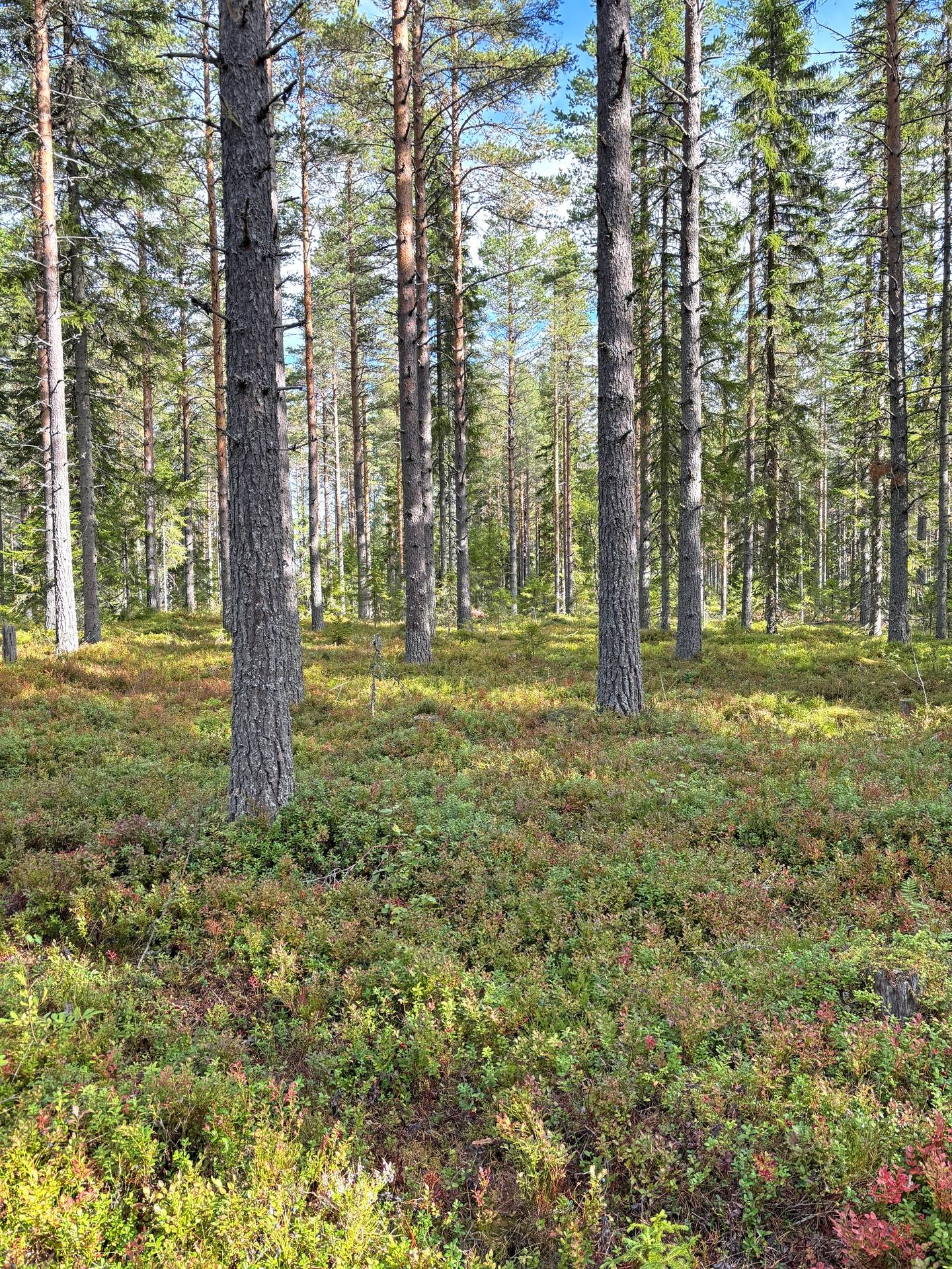 Gård/skog på Skogsskifte i Gullbergsbo Gullbergsbo Ovanåkers kommun - bild 20